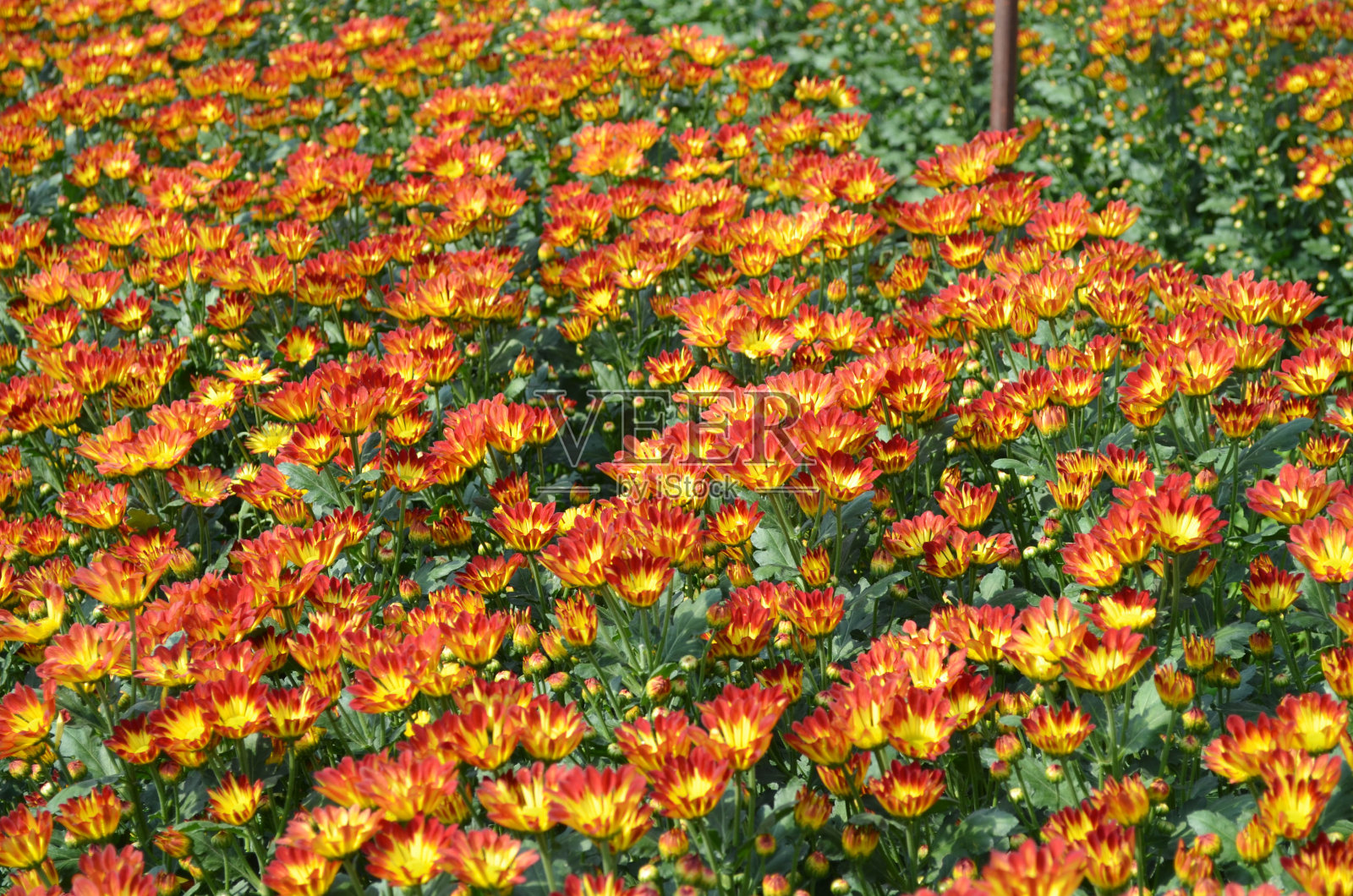 美丽的橙色和黄色盛开的雏菊或菊花田在阳光下照片摄影图片