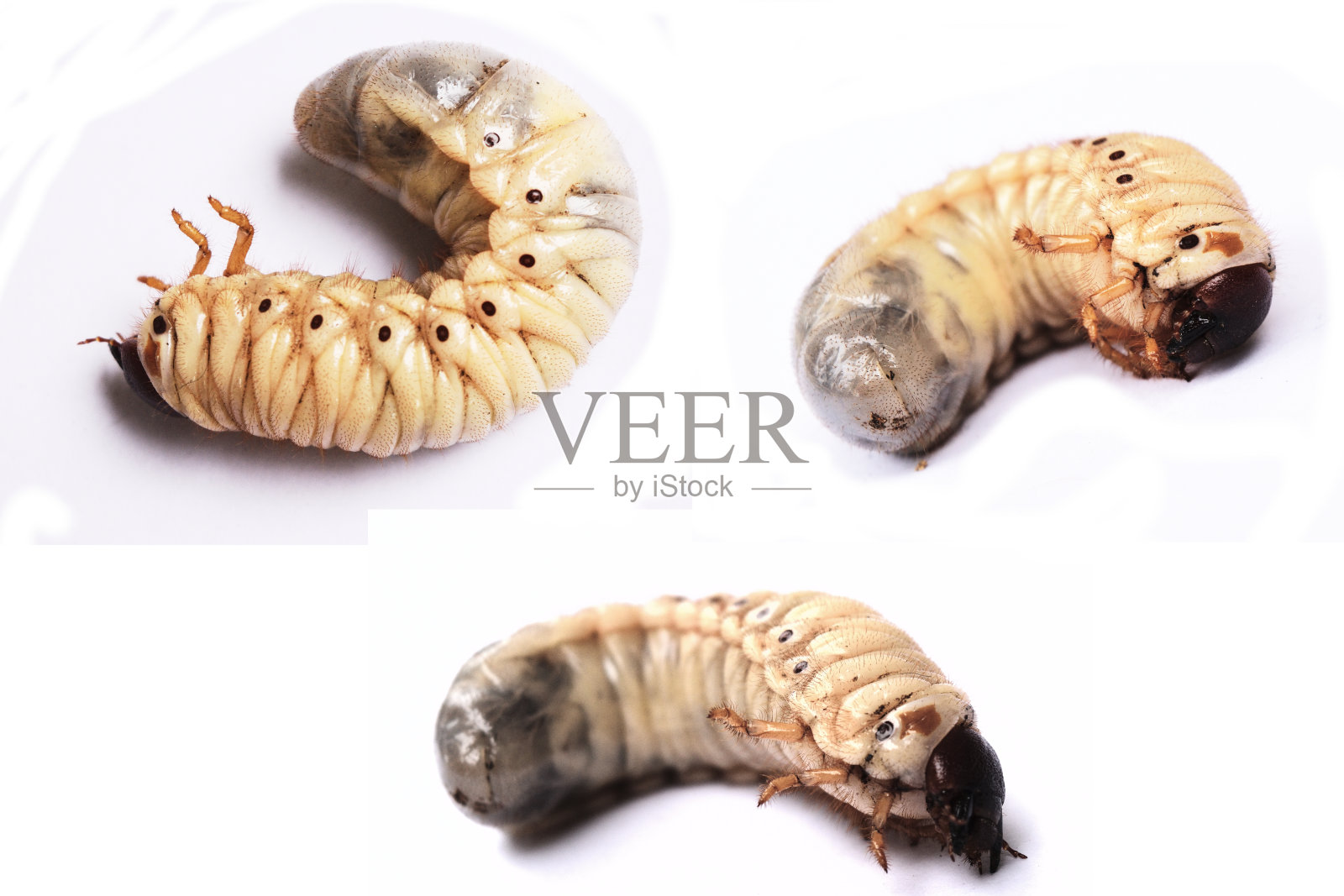 椰子犀牛甲虫的蠕虫照片摄影图片
