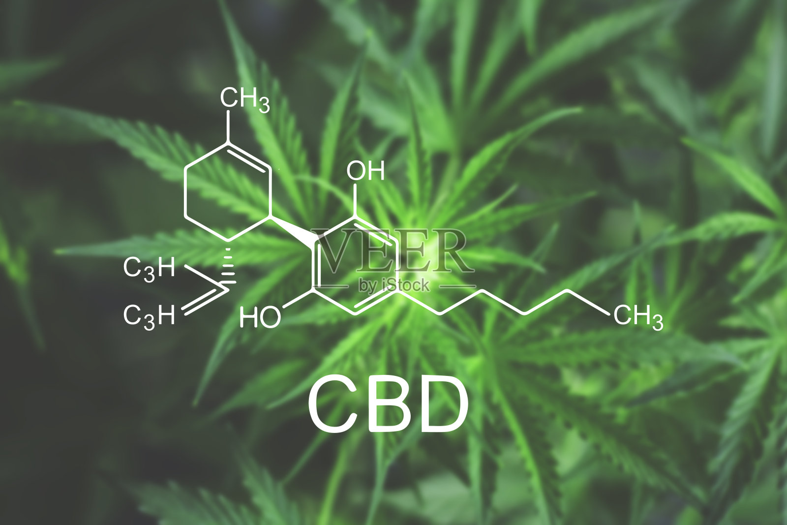 CBN化学配方大麻花宏开始开花美丽的背景俯视图照片摄影图片