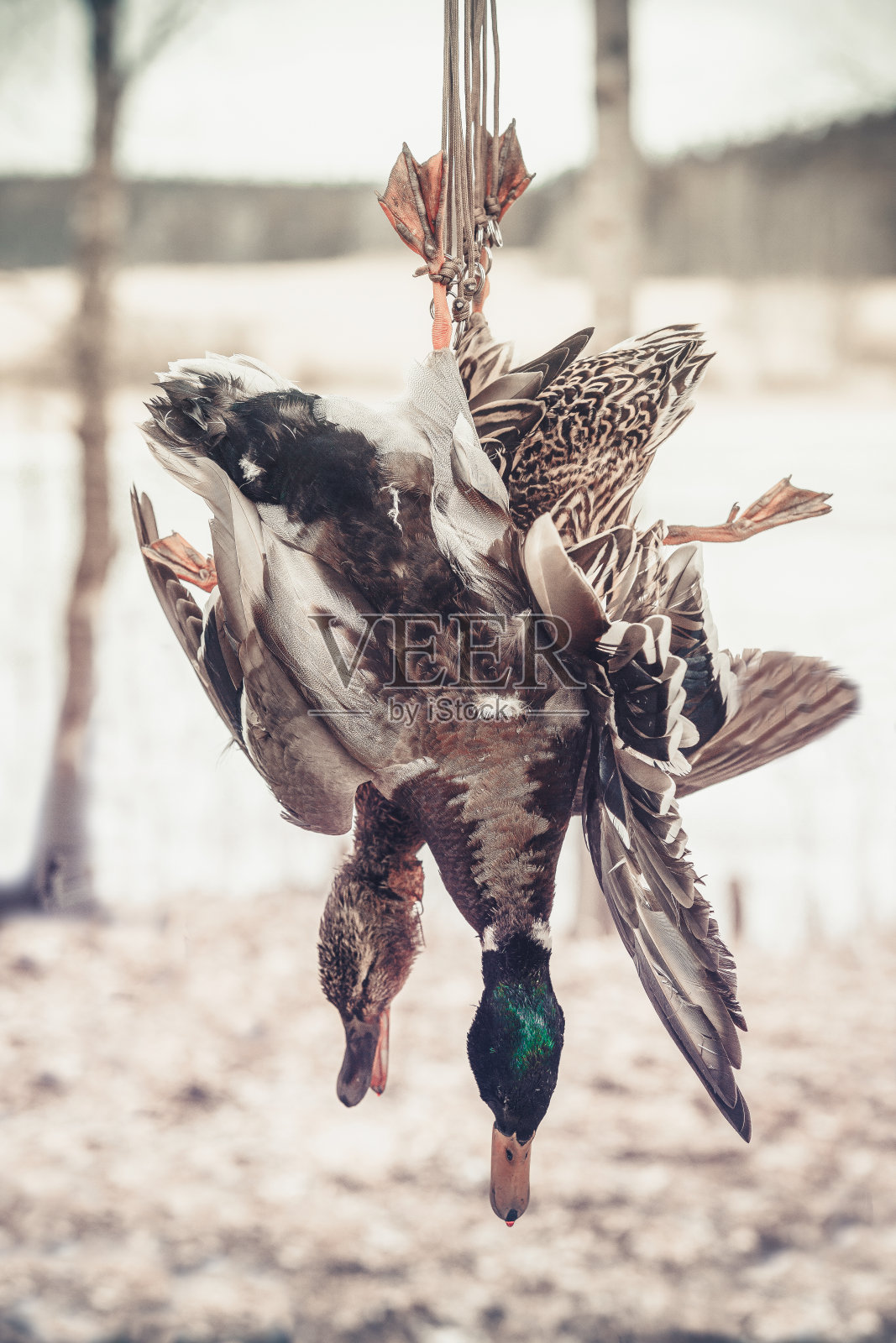 杀鸭子照片摄影图片