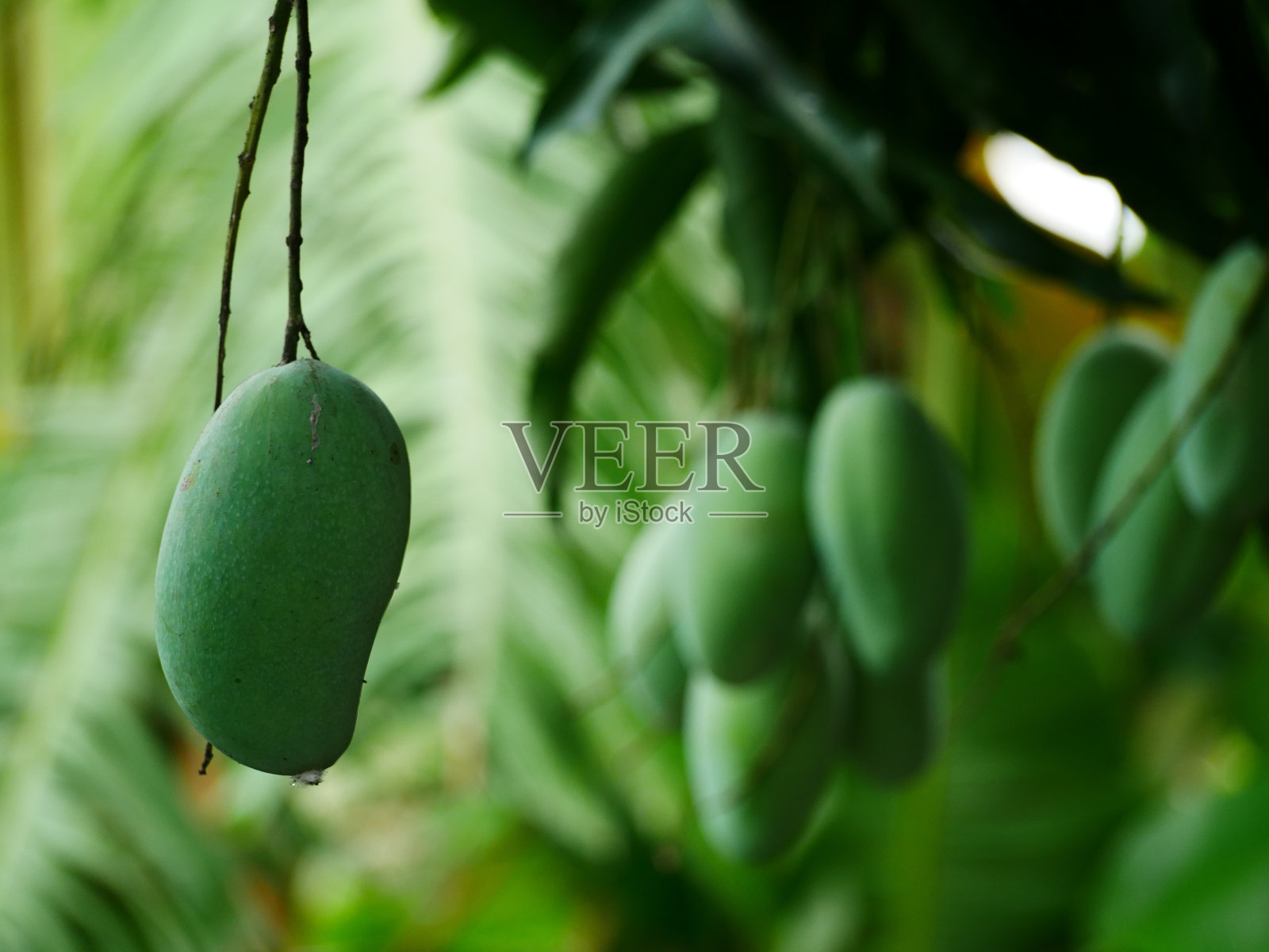 绿色新鲜的芒果照片摄影图片