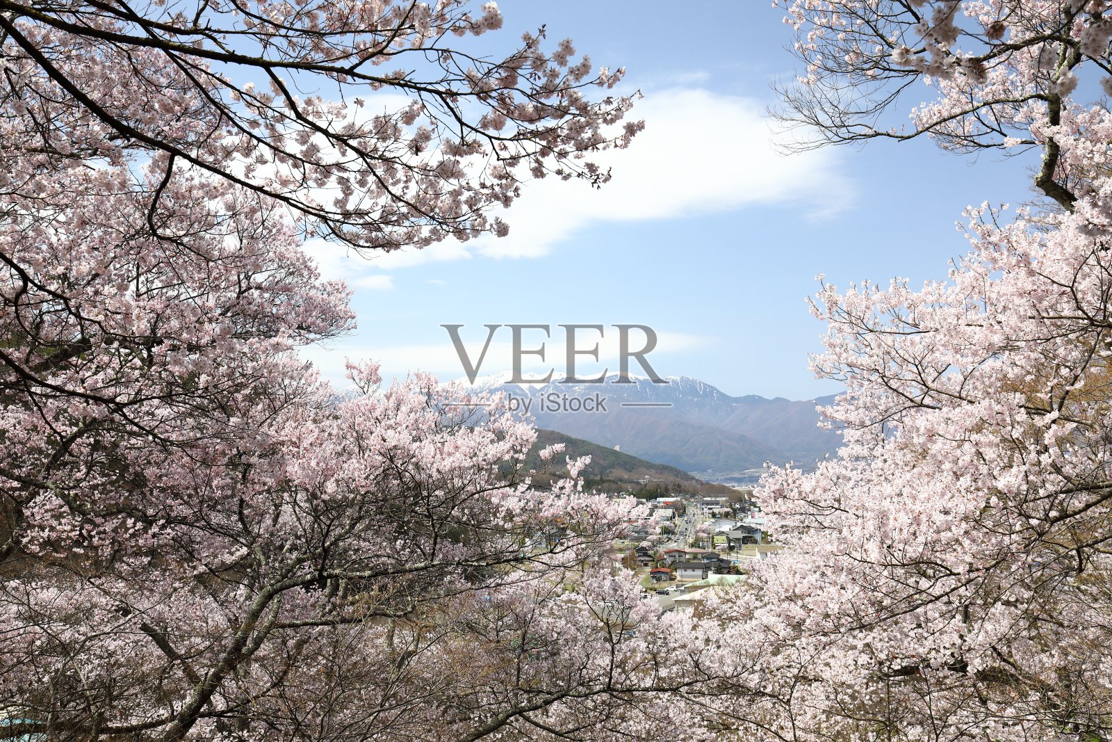 樱花盛开，雪山照片摄影图片