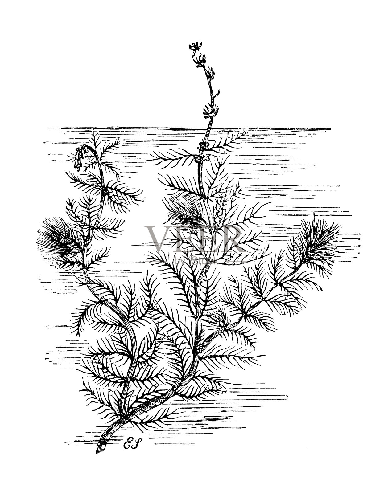 植物学植物仿古雕刻插图:Myriophyllum spicatum(欧亚水草)设计元素图片