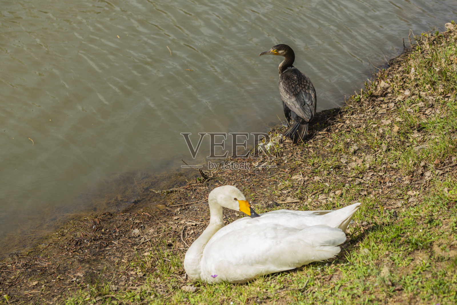 大自然中的白天鹅照片摄影图片