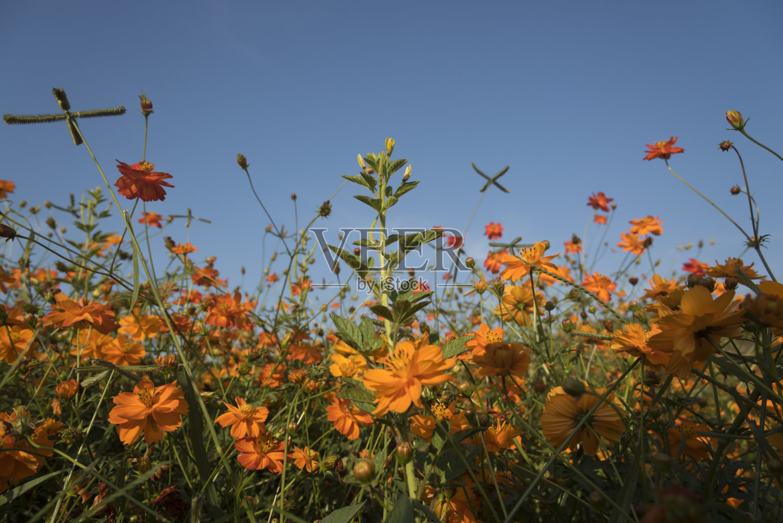 花园公园照片摄影图片
