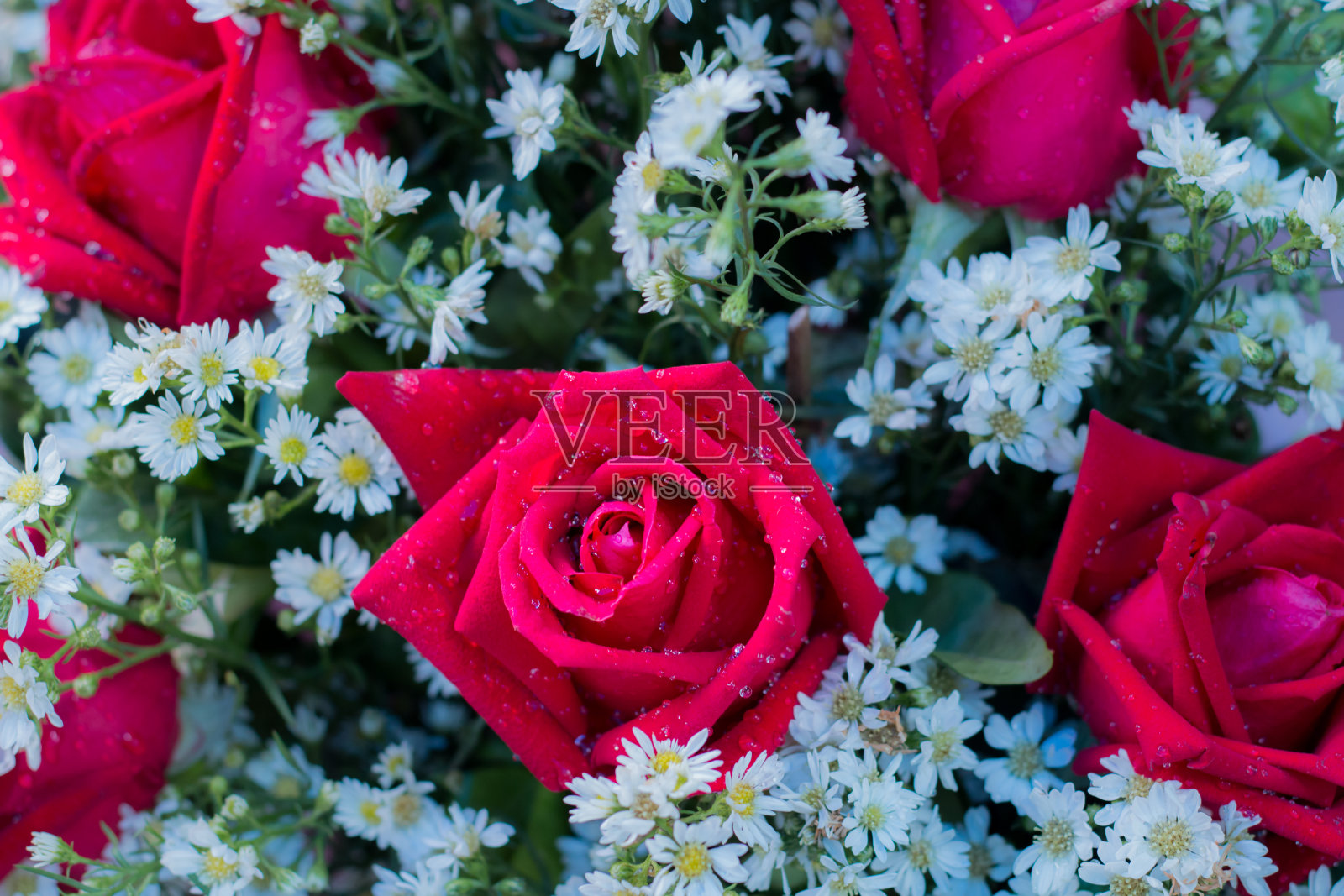 红玫瑰花束和白色鲜花作为礼物照片摄影图片