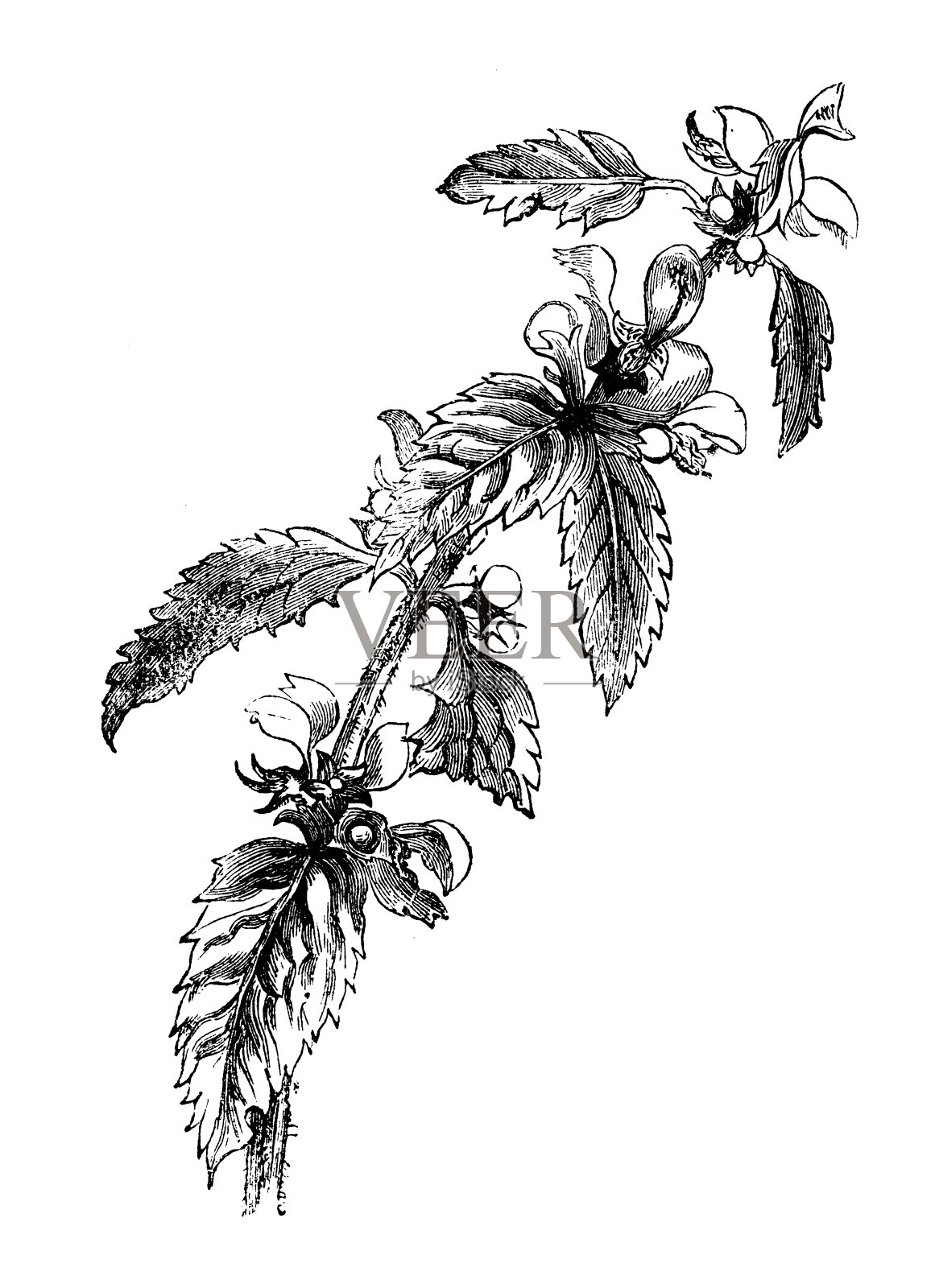 植物学植物仿古雕刻插图:Lamium galeobdolon(黄色大天使，火炮植物)设计元素图片