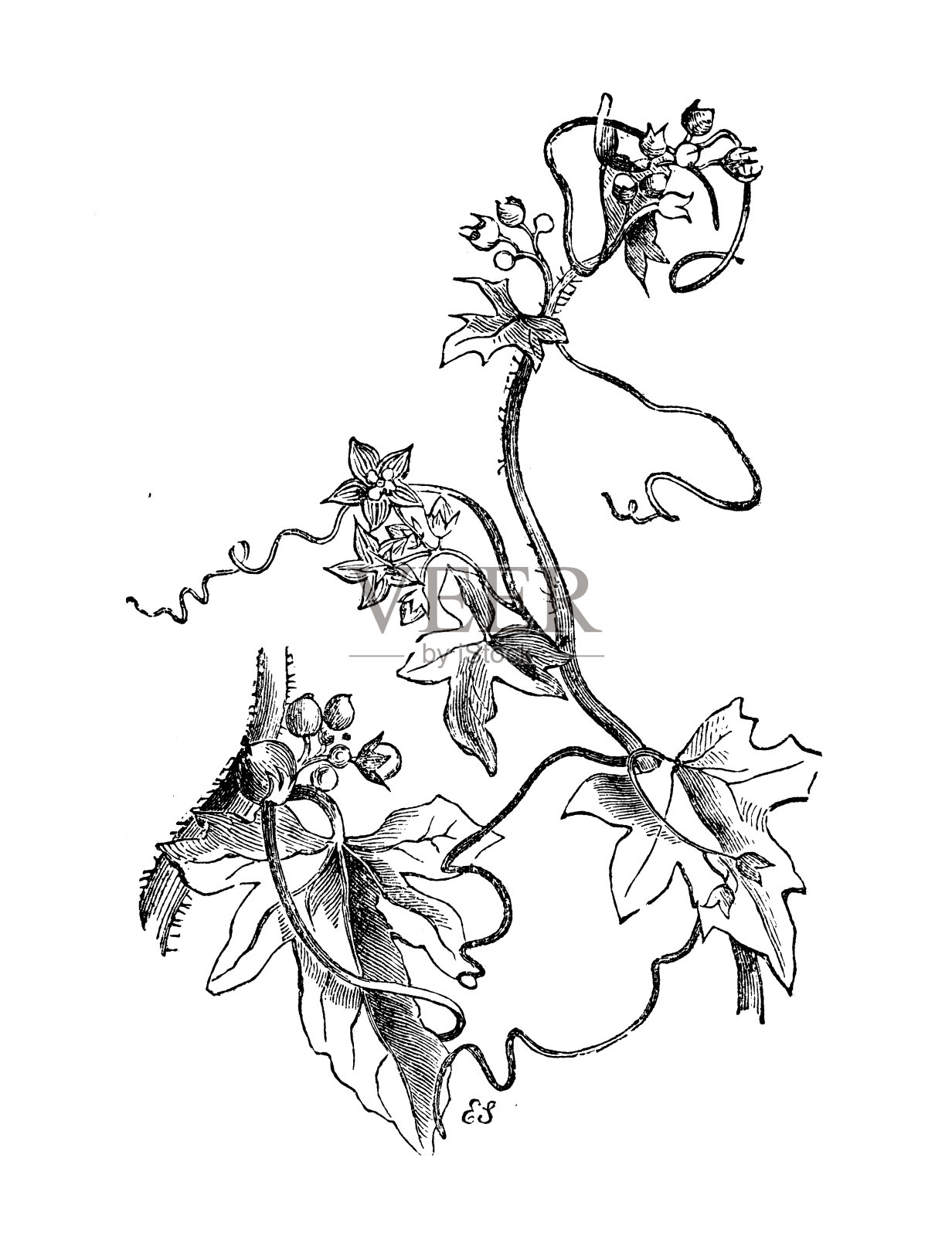 植物学植物仿古雕刻插图:Bryonia dioica(红bryony，白bryony)设计元素图片