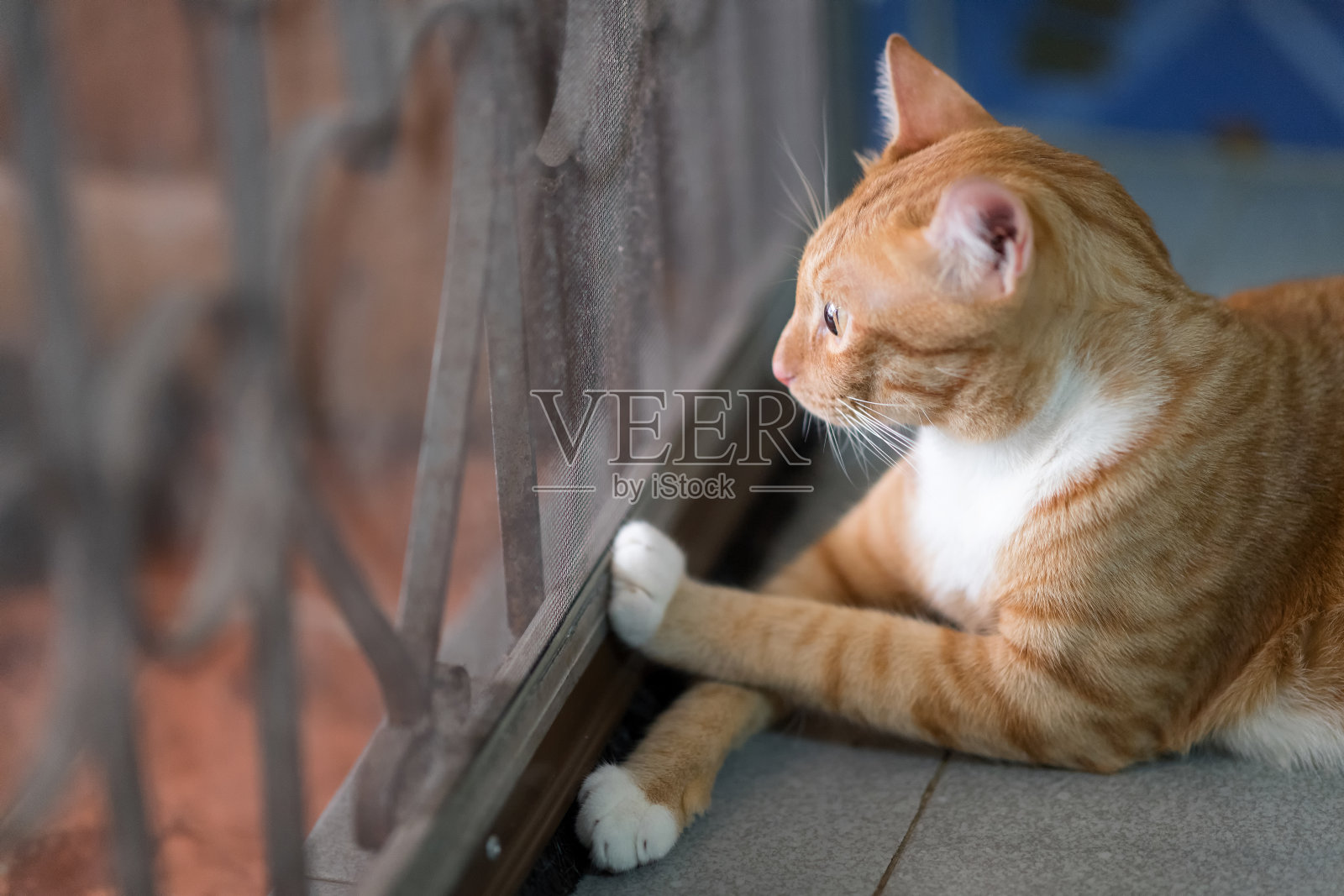 一只漂亮的橙色或红色条纹家猫躺在门边照片摄影图片