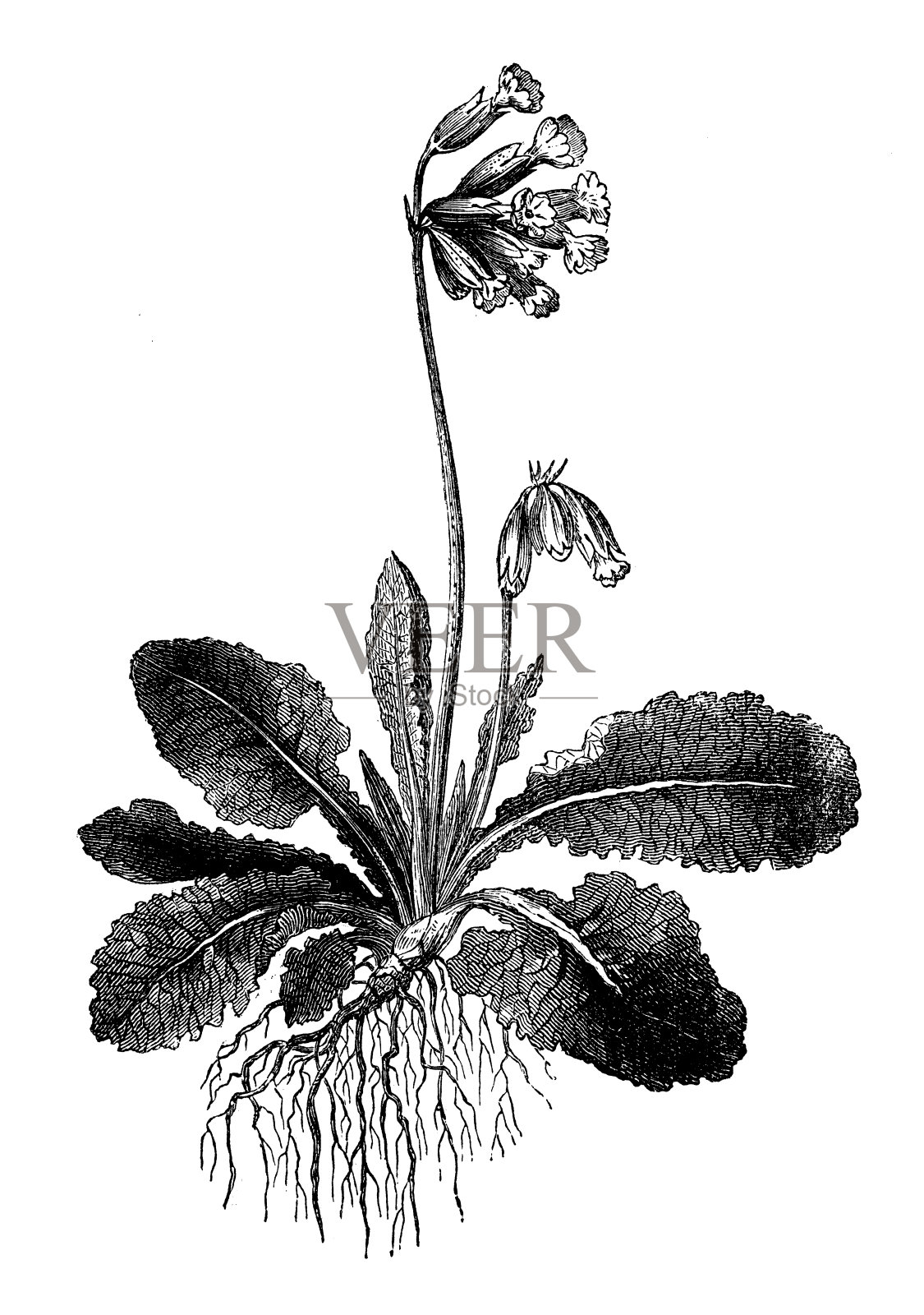 植物学植物古版画插图:樱草花(九轮樱草)设计元素图片