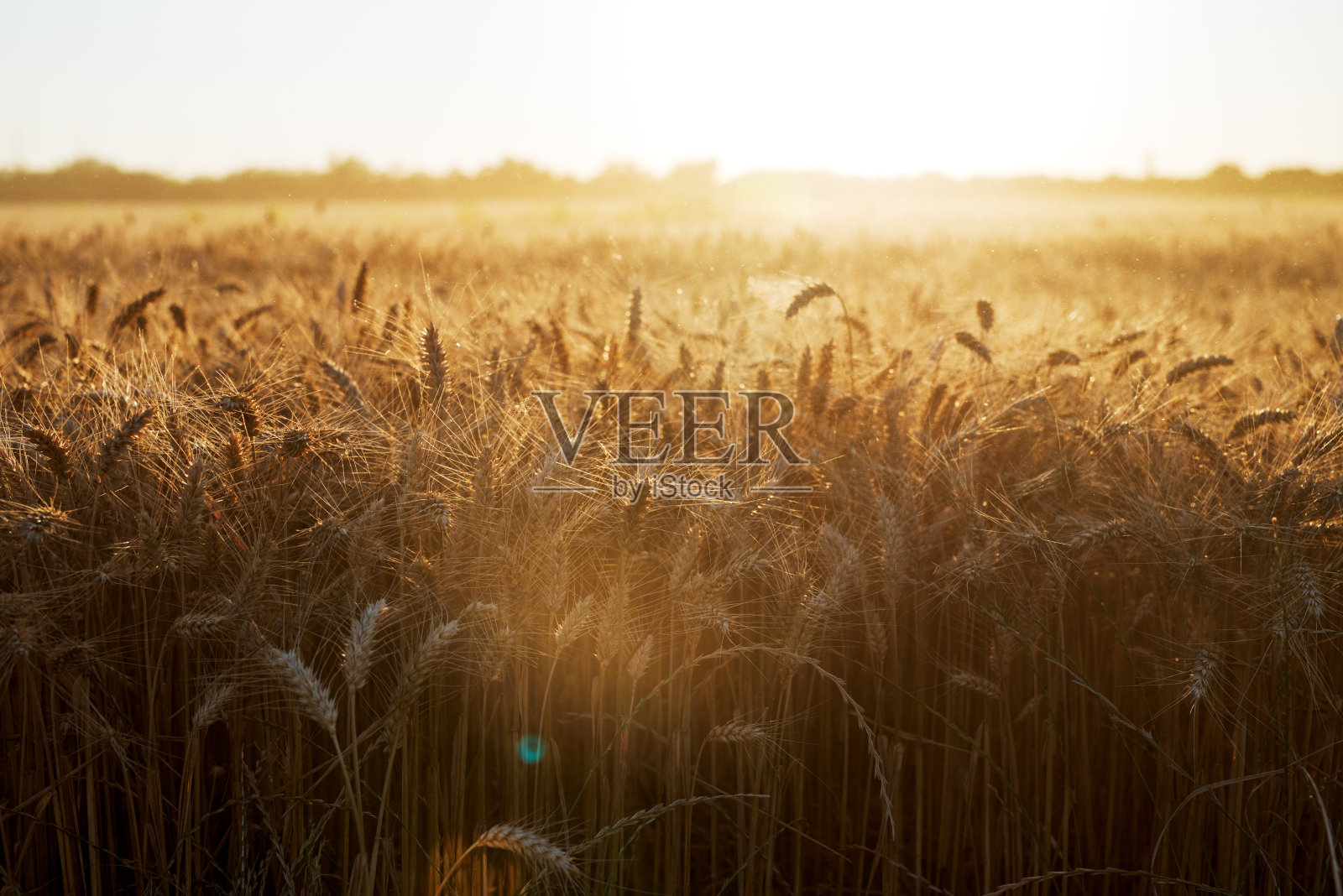 夏季背景农业景观下成熟的金色小麦穗在阳光下收获时间。照片摄影图片