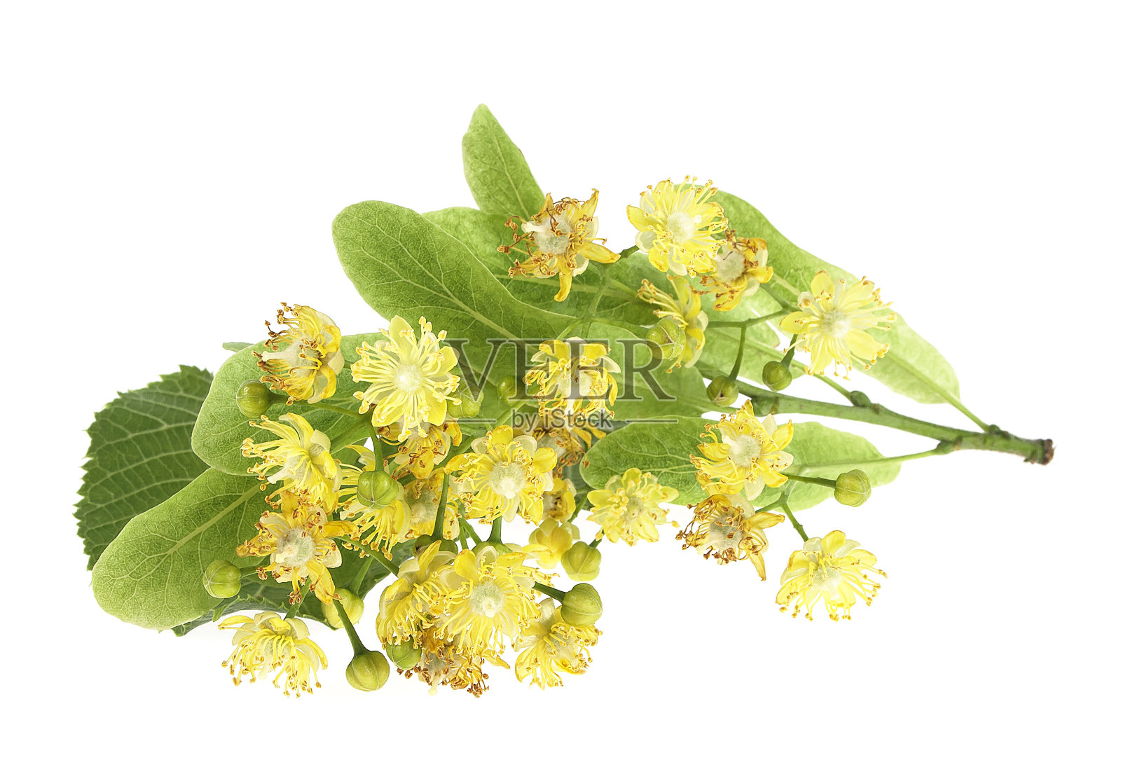 孤立在白色背景上的菩提树花枝照片摄影图片