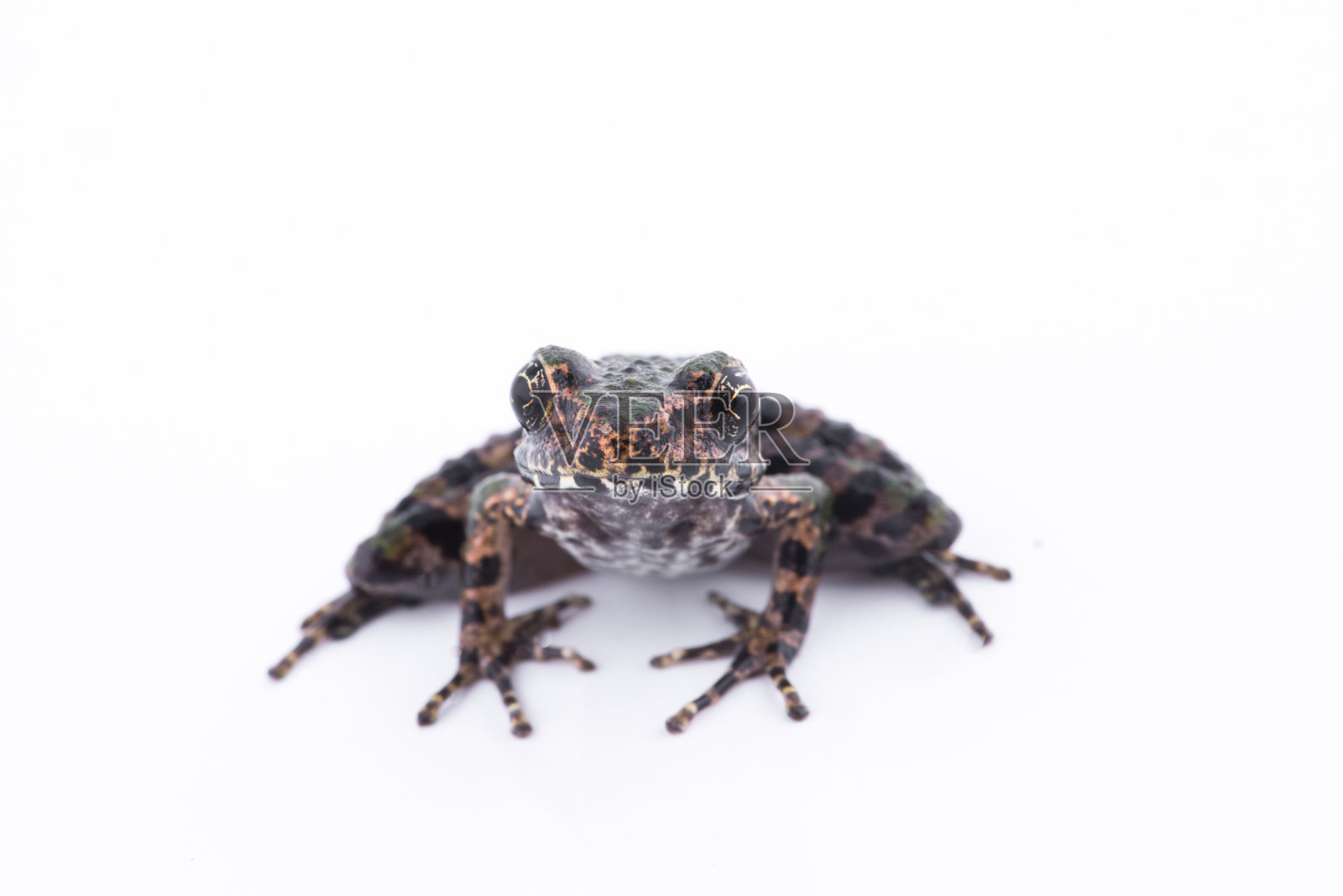 白底蛙，泰国两栖动物照片摄影图片