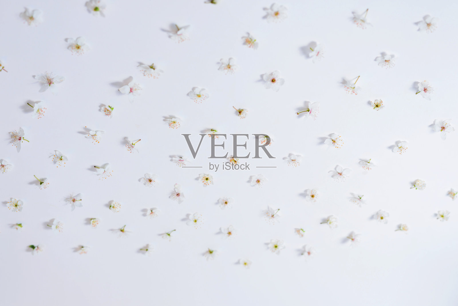 排列在白色背景上的小的白色花蕾照片摄影图片