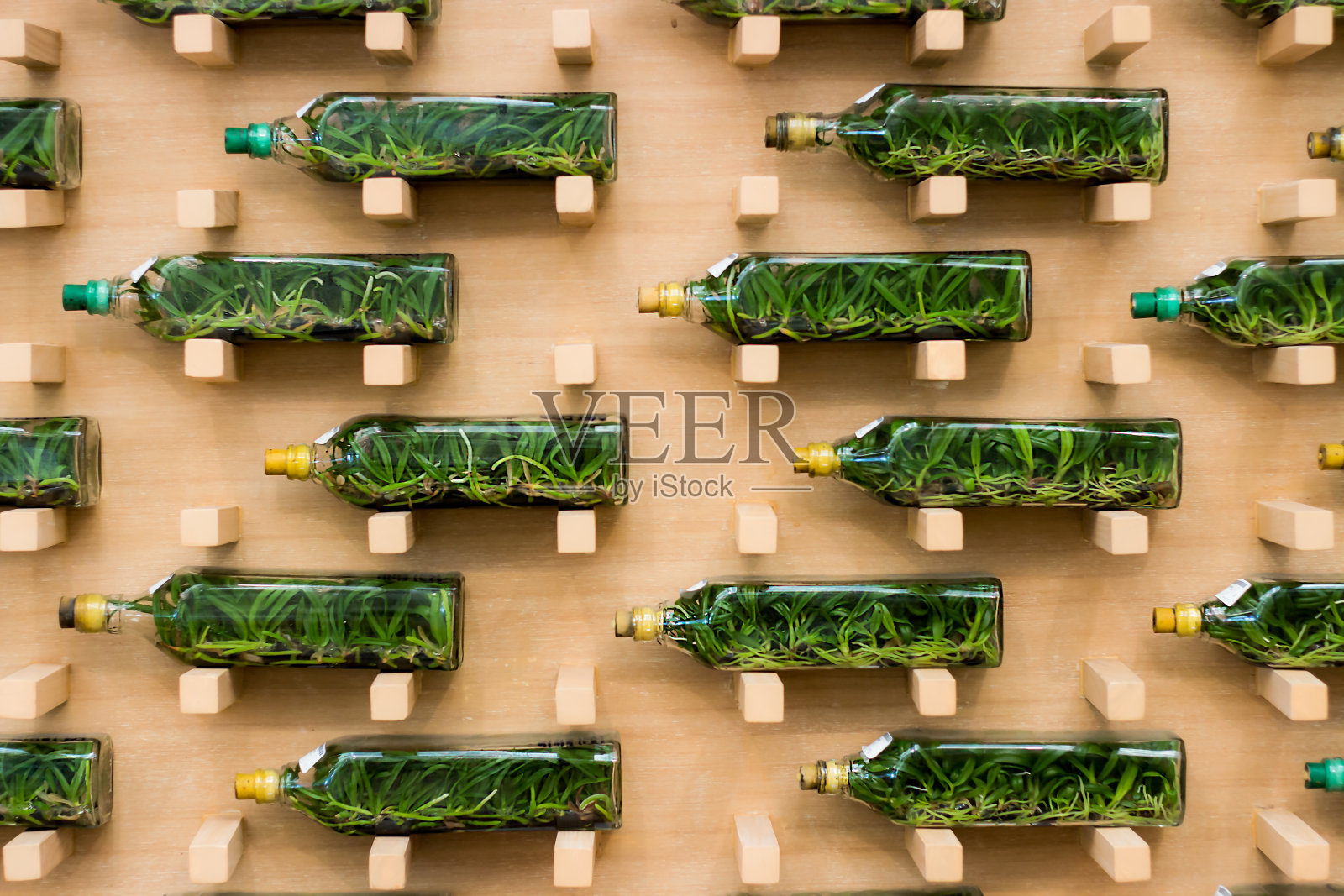 背景墙纸墙上的一瓶树苗兰花照片摄影图片