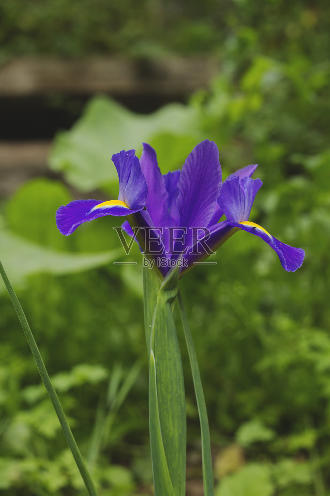 紫色,虹膜照片摄影图片