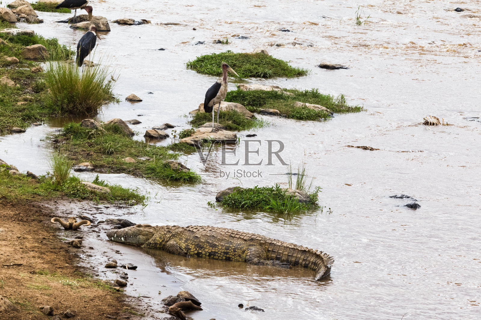在肯尼亚马拉河岸边。非洲照片摄影图片