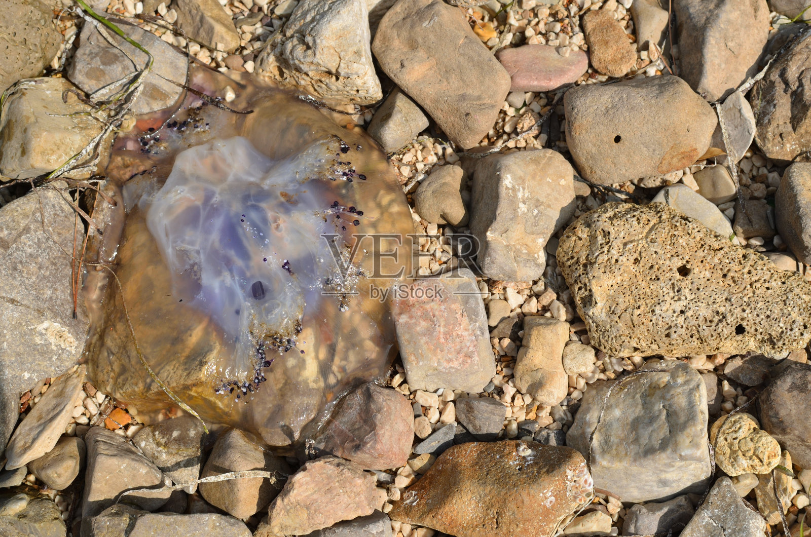 石头上的水母照片摄影图片