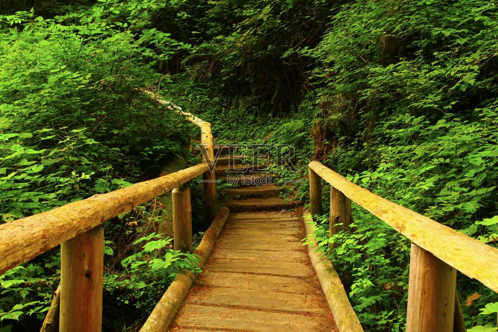 太平洋西北森林徒步旅行路线照片摄影图片