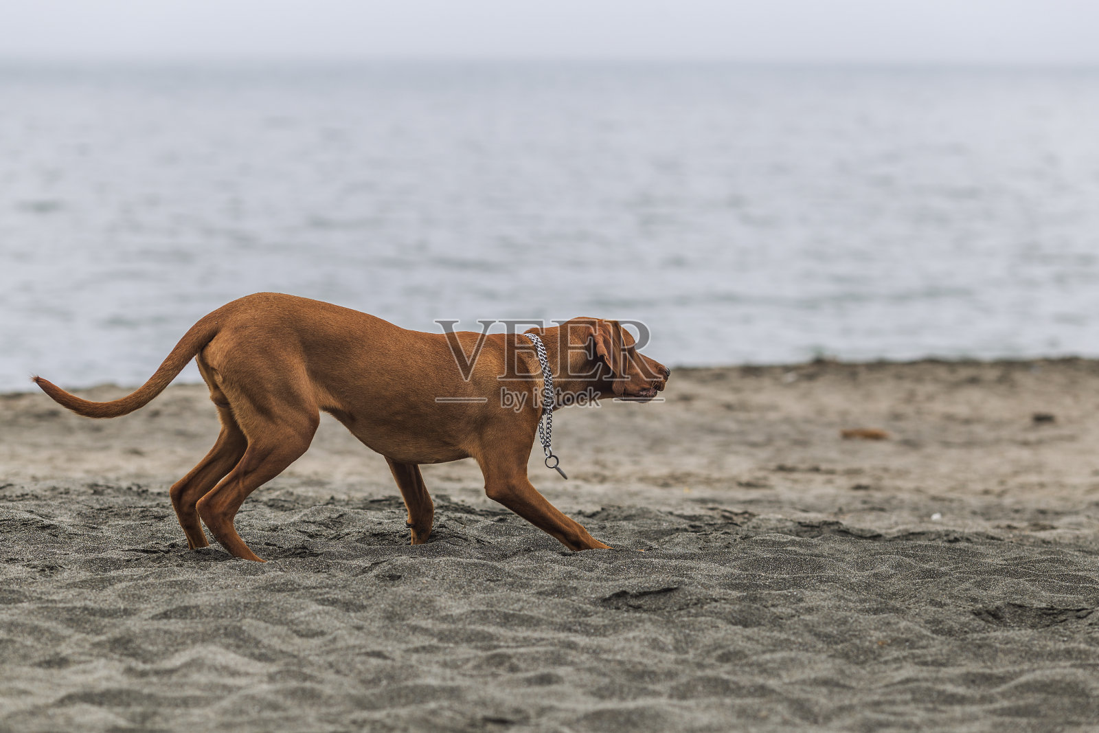 小猎犬匈牙利Vizslaa在沙滩上玩耍，玩得很开心，摆着姿势。照片摄影图片