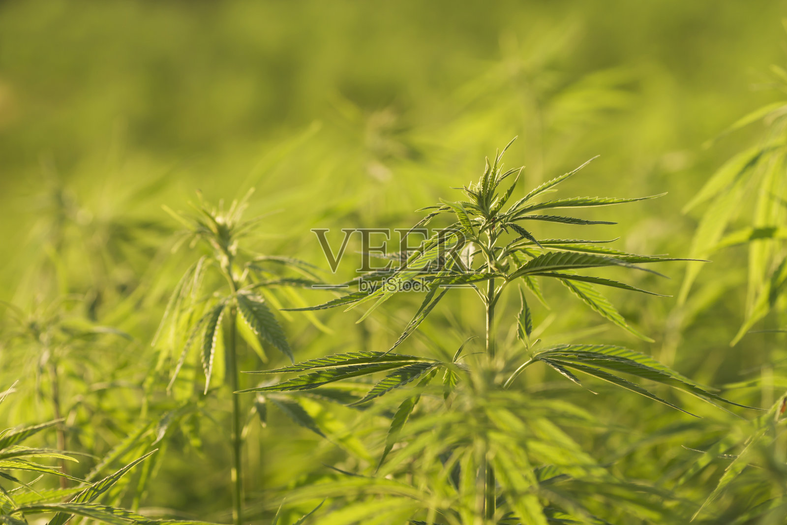 绿大麻工业农场照片摄影图片