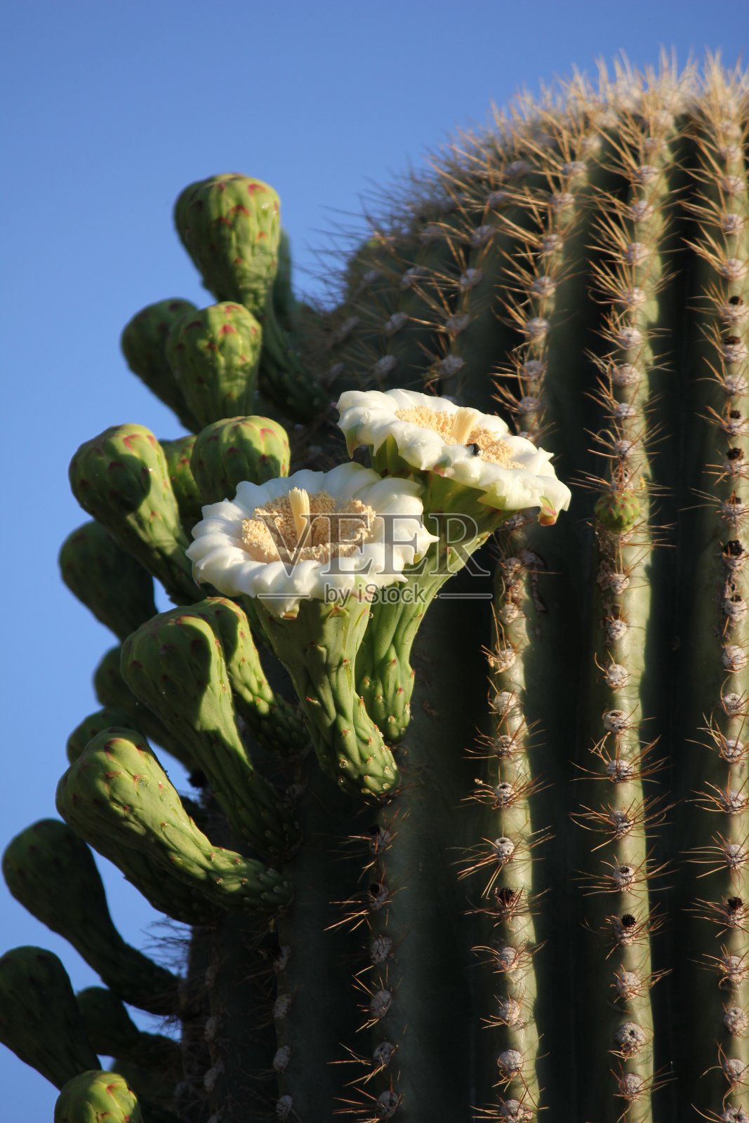 斯科茨代尔-亚利桑那州的仙人掌。照片摄影图片
