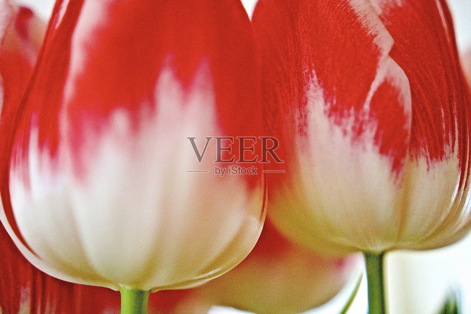 自然活力色潘通照片摄影图片