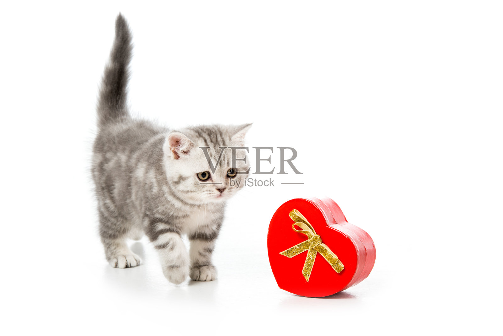 可爱的小猫与心形礼物孤立在白色照片摄影图片