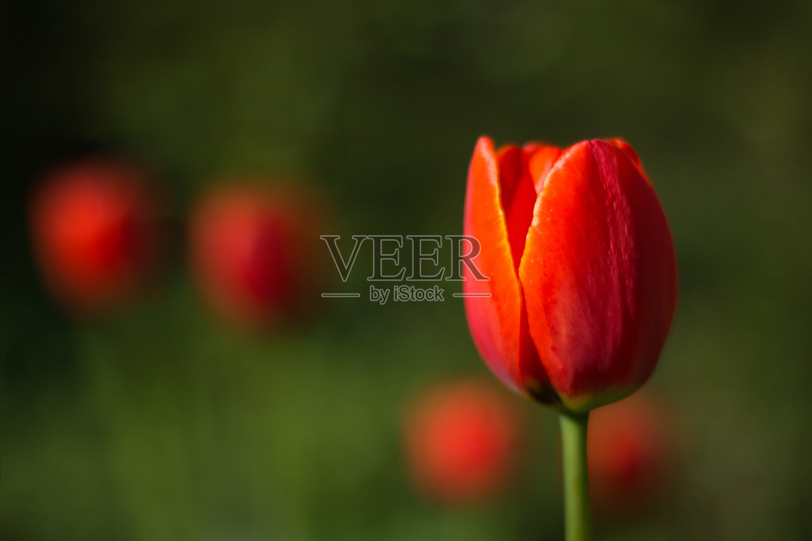 绿色背景上的红色郁金香花照片摄影图片