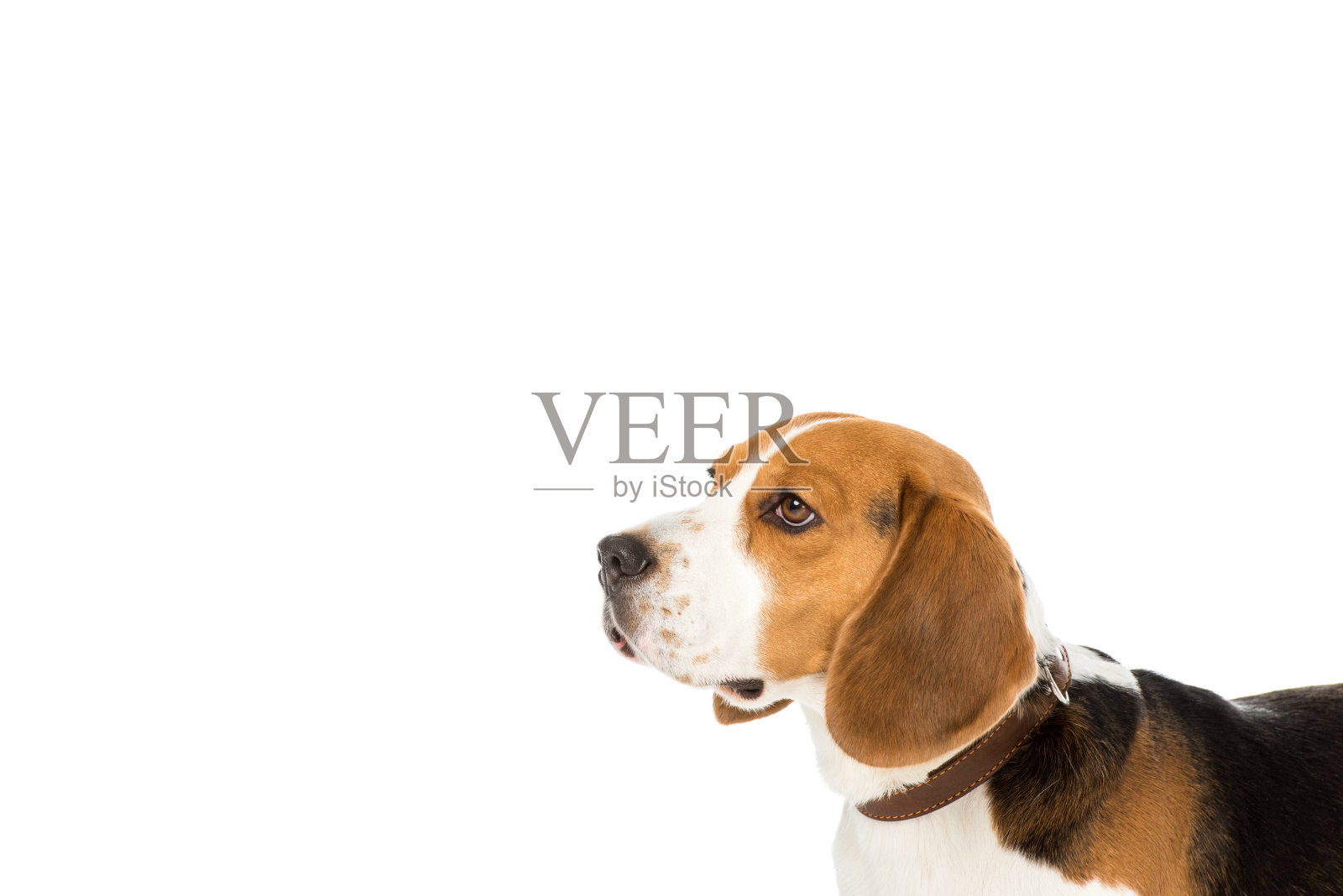 侧面的可爱的比格尔狗在颈圈孤立的白色照片摄影图片