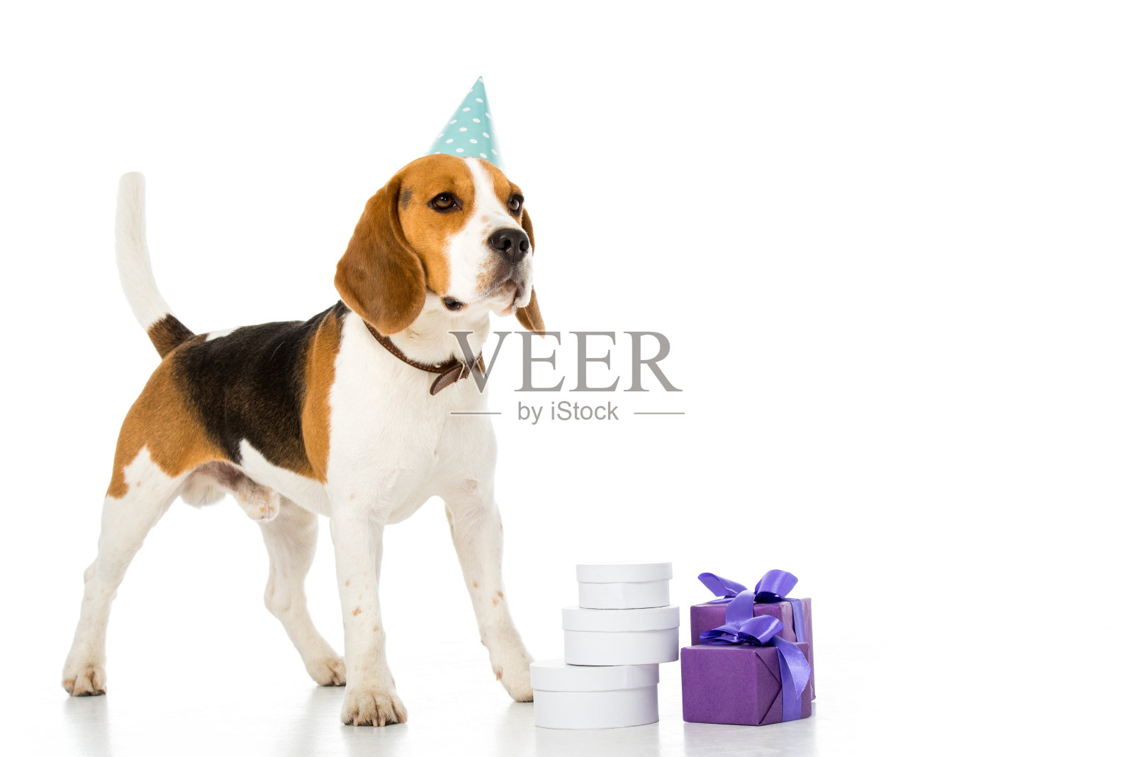 可爱的比格犬在派对锥形站在包装的礼物孤立的白色照片摄影图片