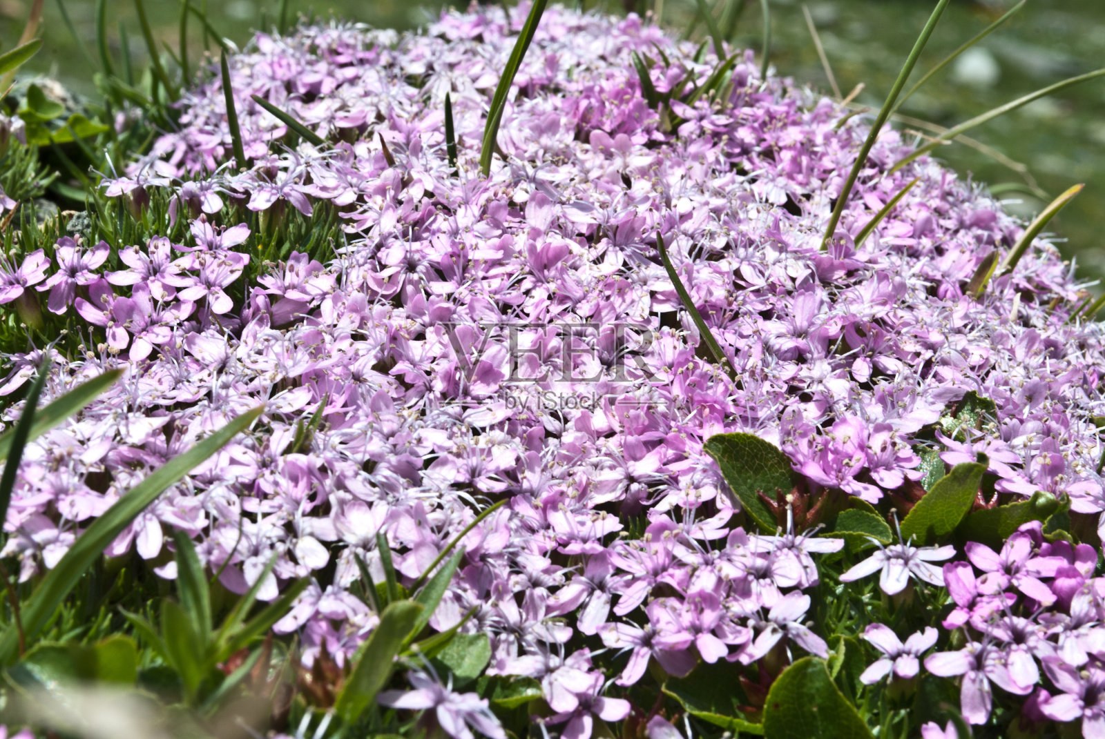 高山上美丽的粉红色花朵照片摄影图片