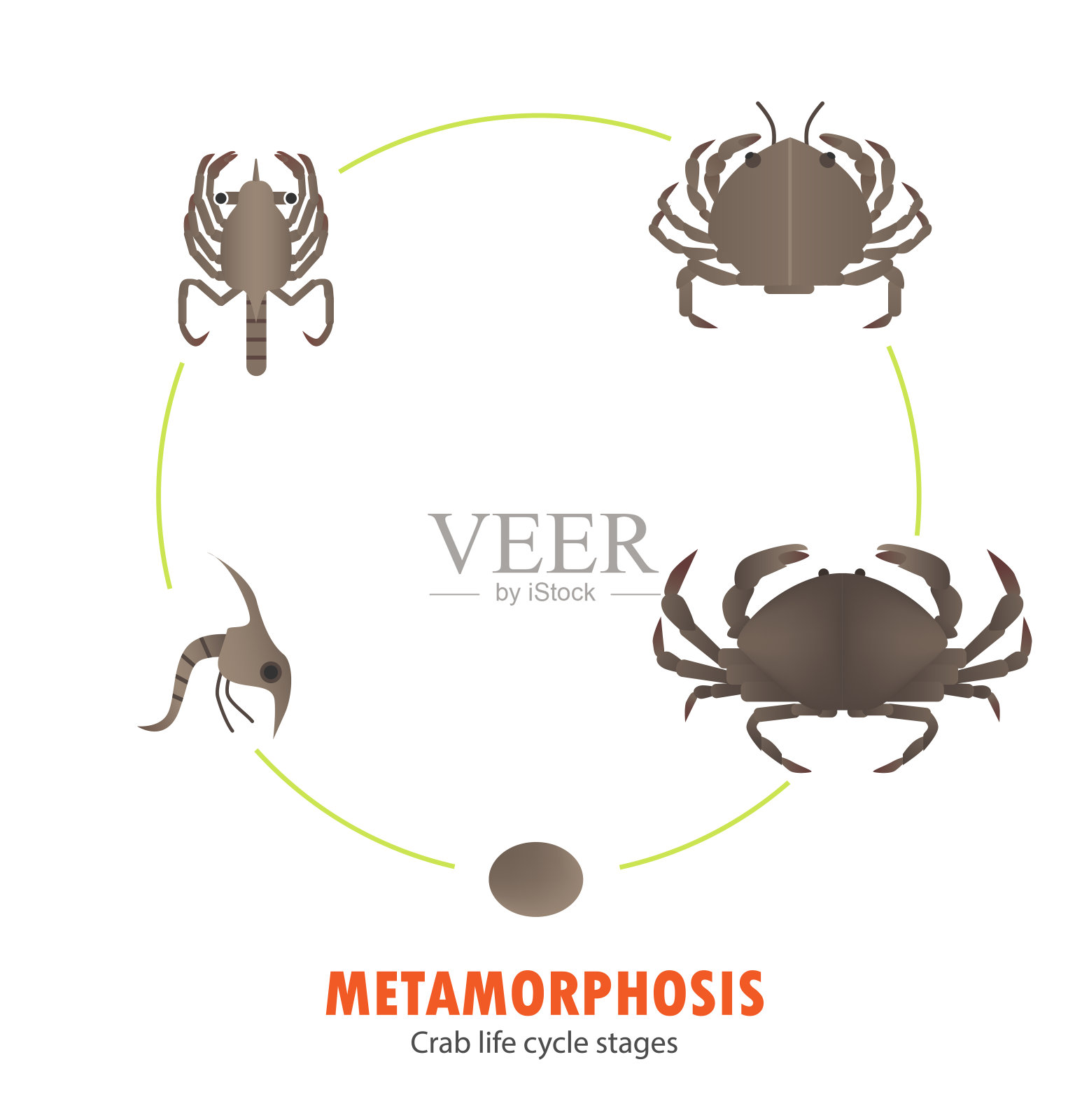 蟹的生命周期变态插画图片素材