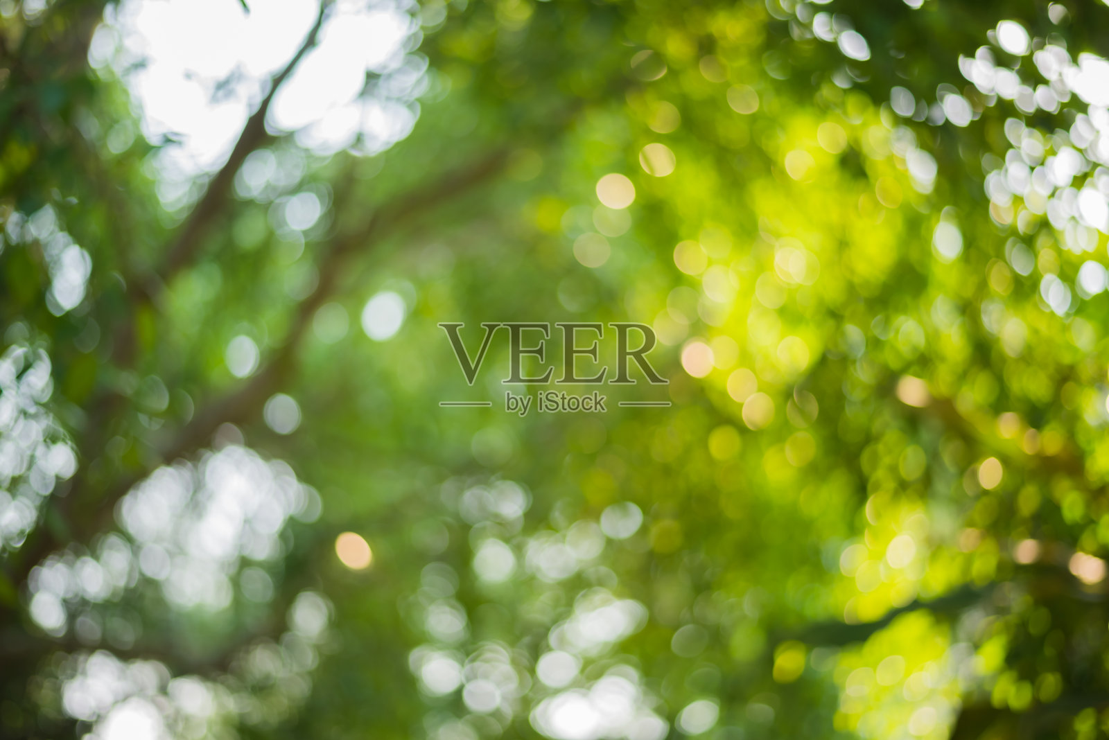 绿树成荫照片摄影图片