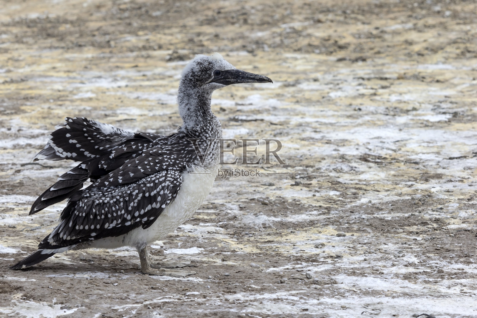 一群塘鹅。特别好奇的是还未羽翼丰满的雏鸟。照片摄影图片