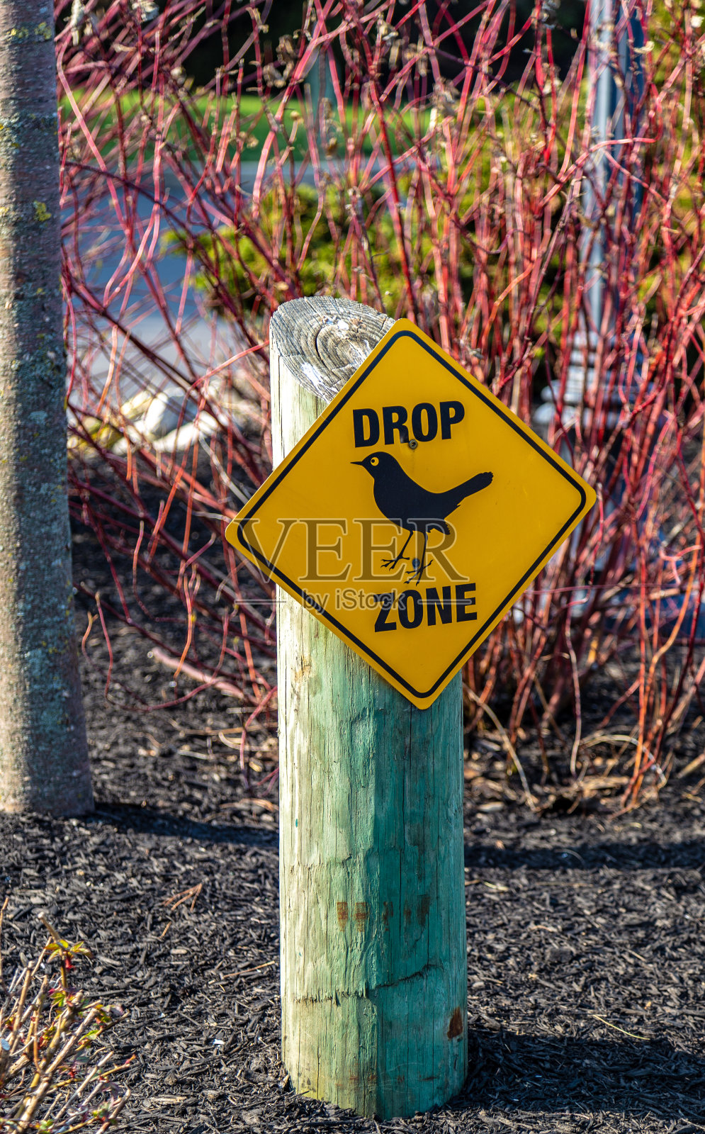 鸟下降迹象照片摄影图片