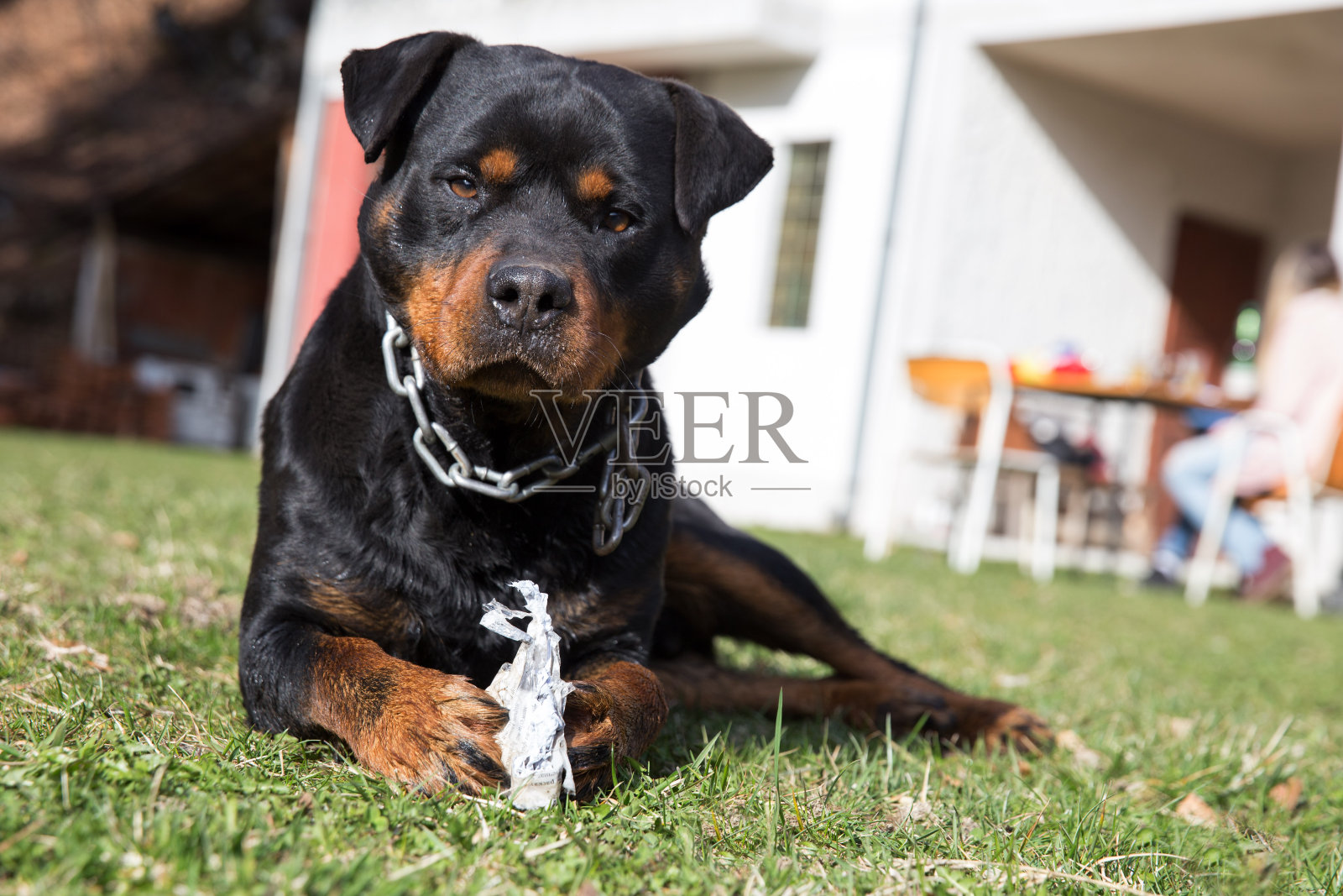 罗威纳犬在花园里看起来很好奇。照片摄影图片