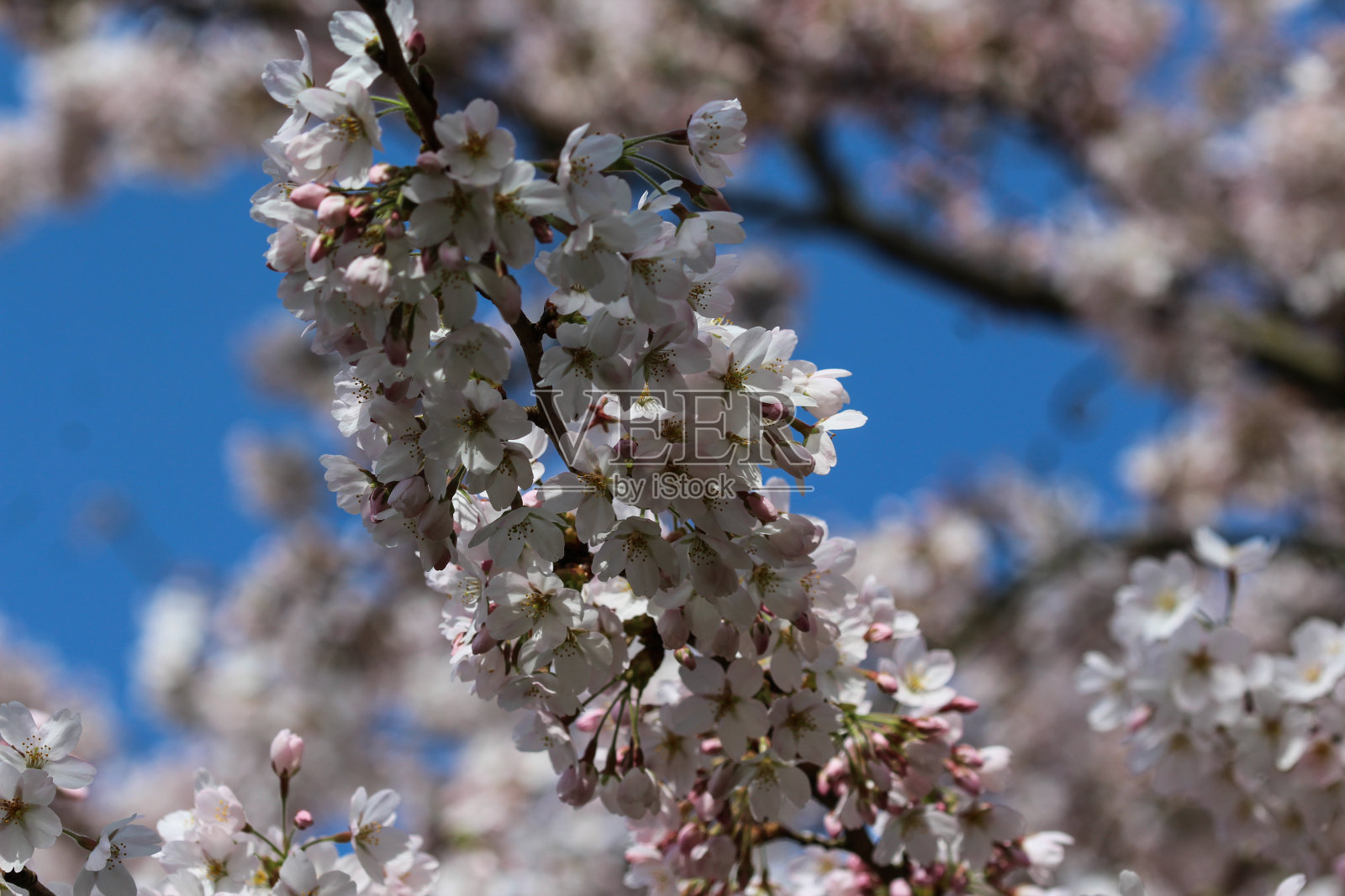 日本春天的一种樱花树照片摄影图片