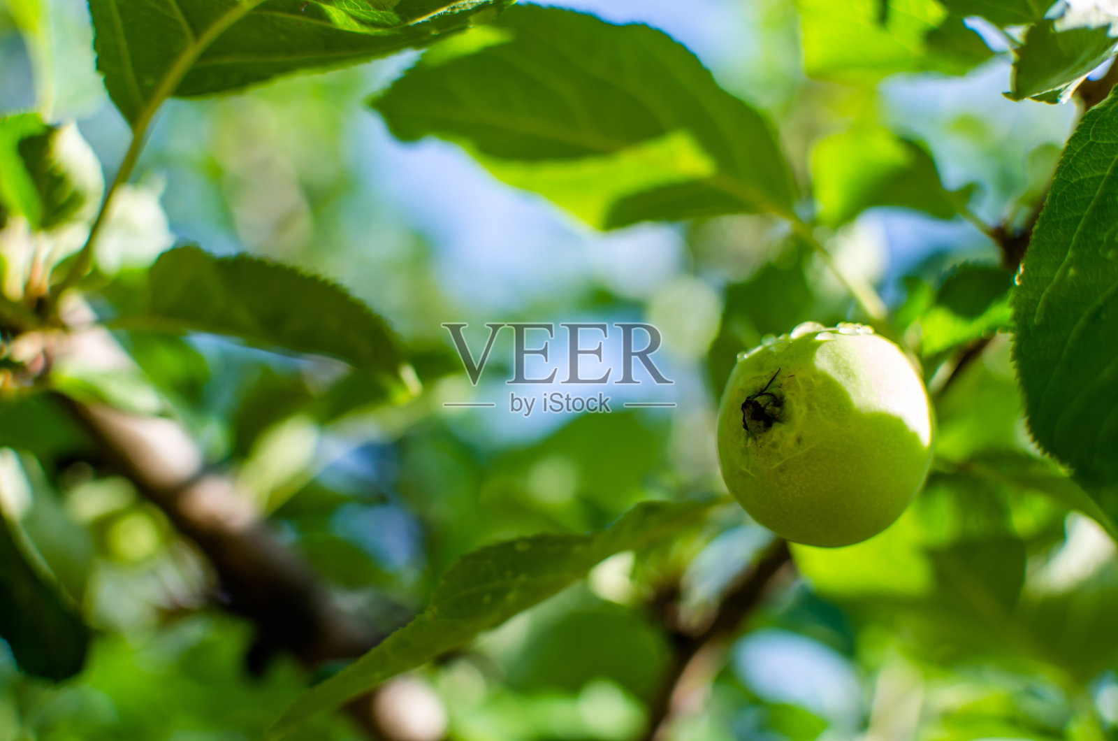 树上的苹果照片摄影图片