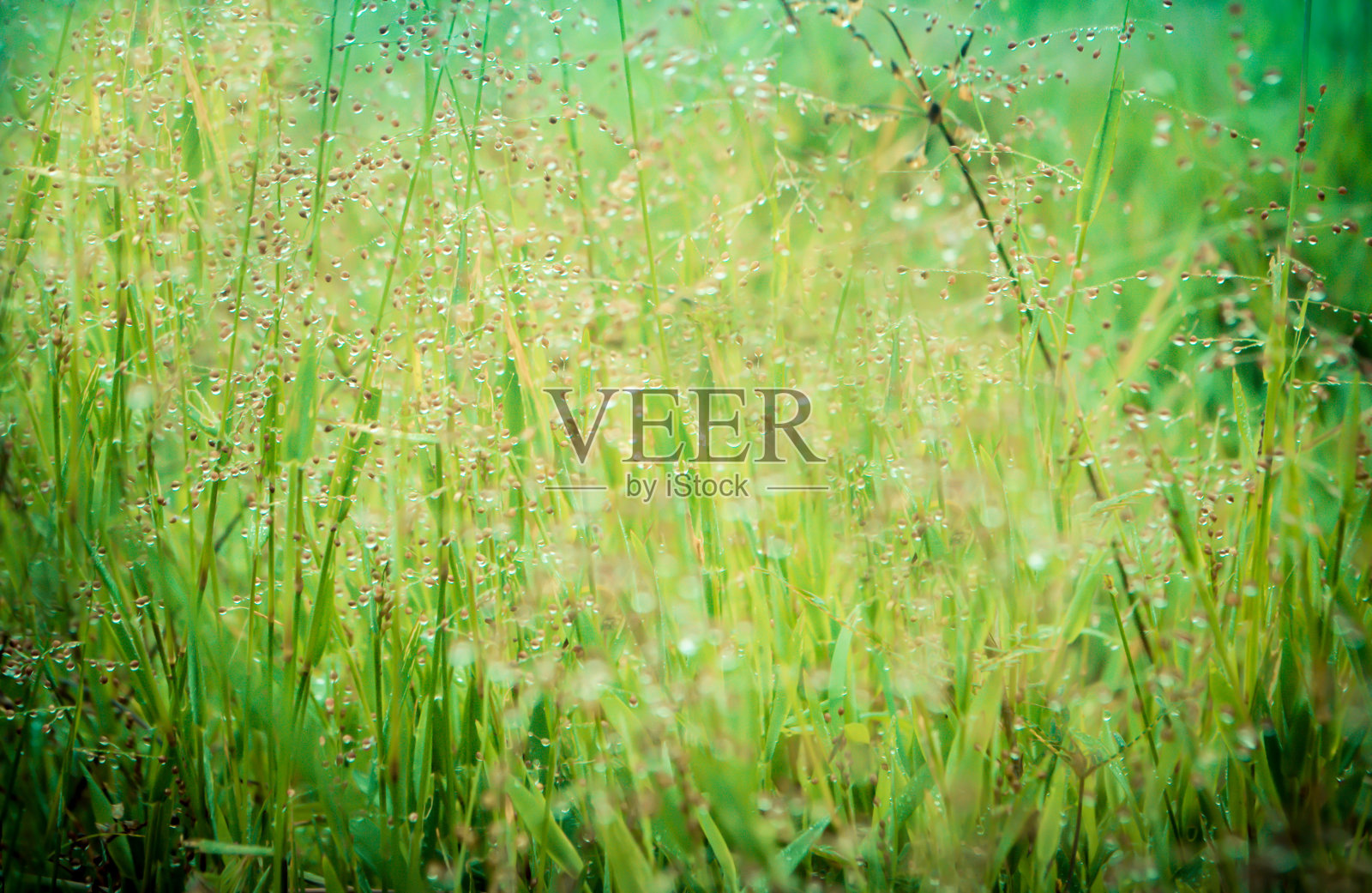 清晨日出带着露珠，绿草如茵，春意盎然照片摄影图片