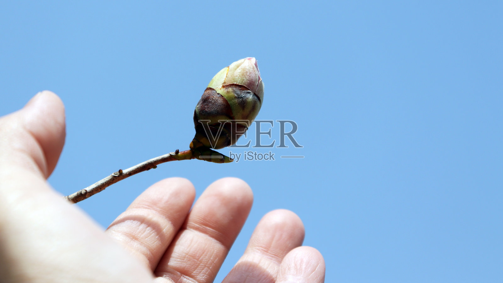 一个花蕾几乎要用手撑破的特写。照片摄影图片