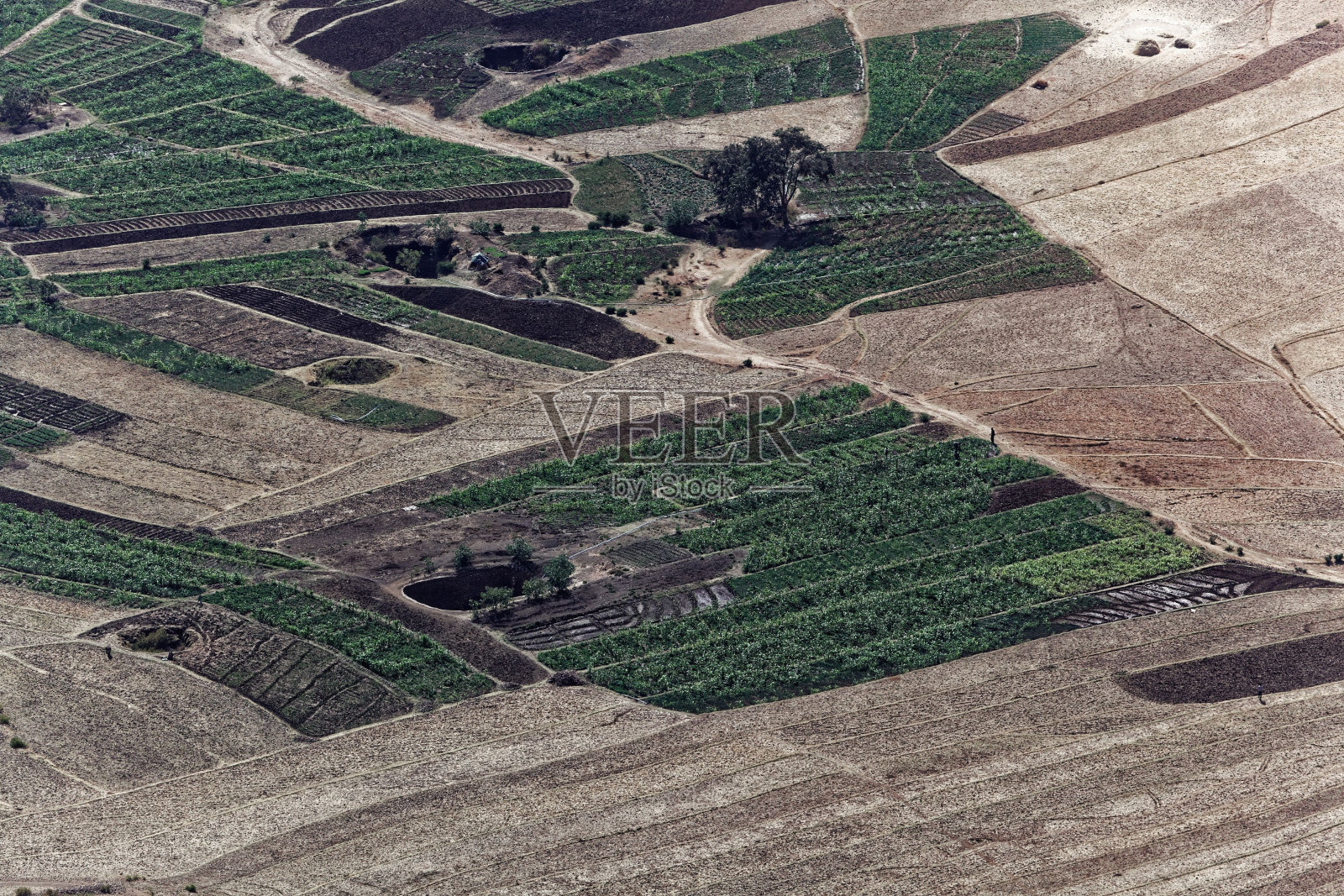 埃塞俄比亚的菜地。照片摄影图片