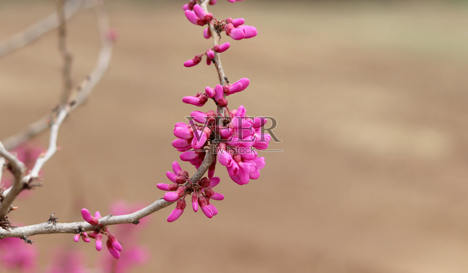 紫荆在柔软的棕色背景上。照片摄影图片
