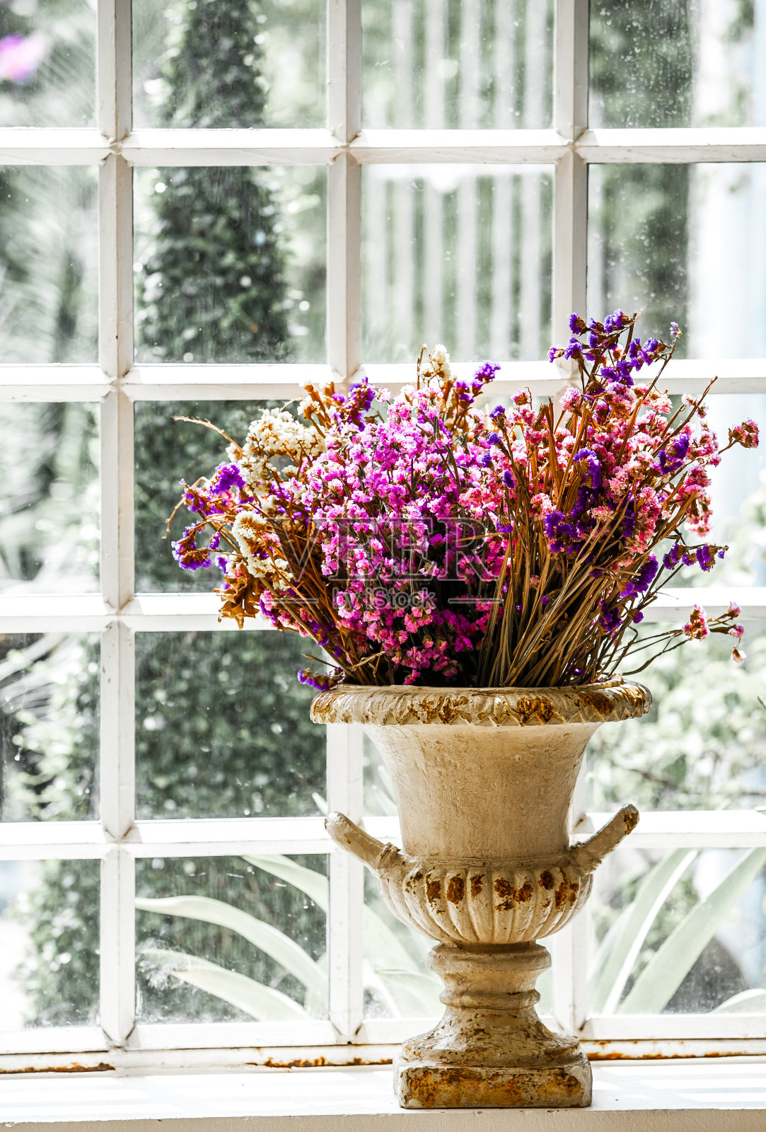 干燥的粉红色的花照片摄影图片