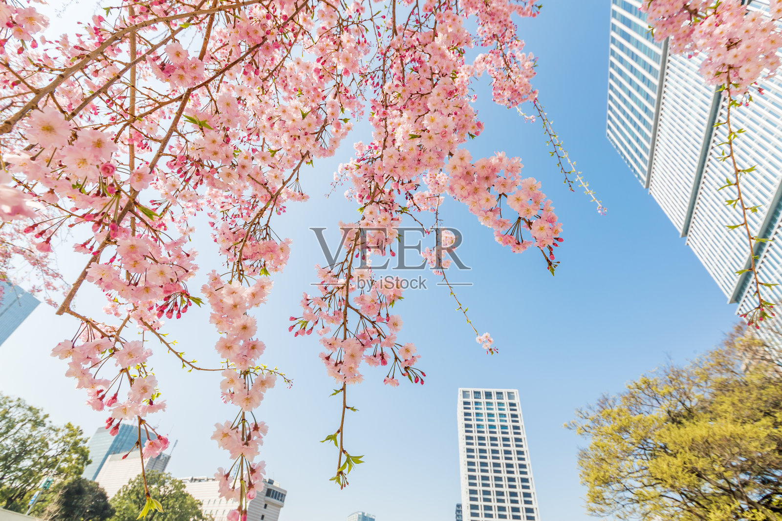 这个城市里樱花盛开照片摄影图片