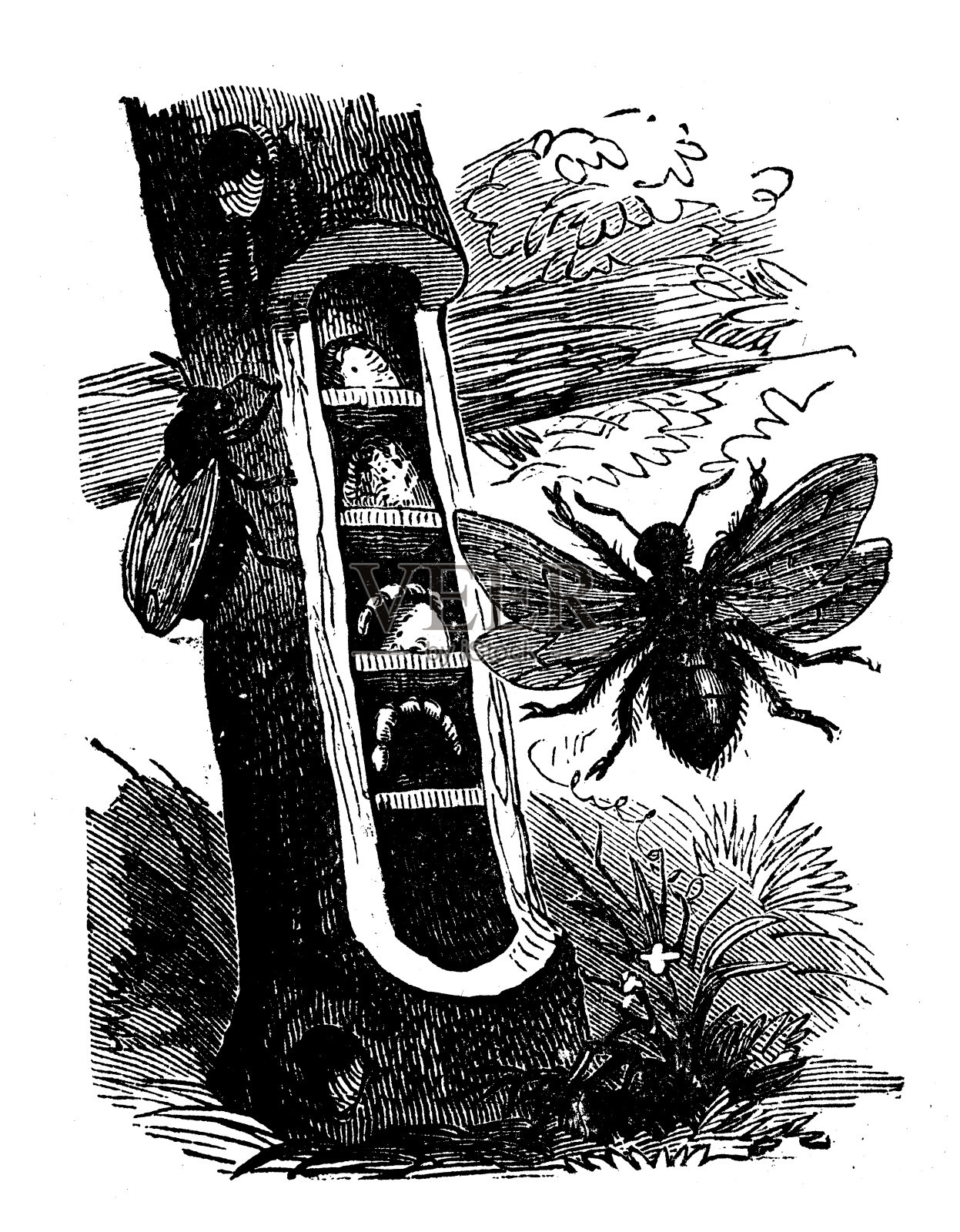 动物仿古雕刻插图:木匠蜂插画图片素材