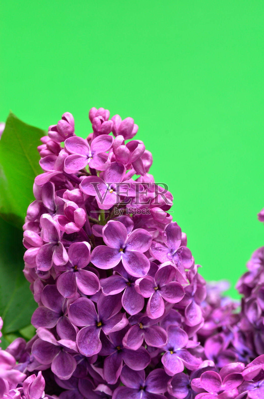 幼枝上，丁香花近了照片摄影图片