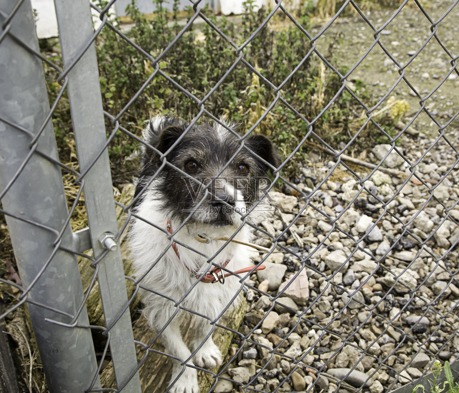 狗狗照片摄影图片