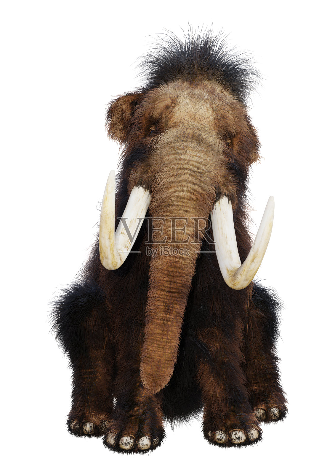 3D插图长毛象在白色照片摄影图片