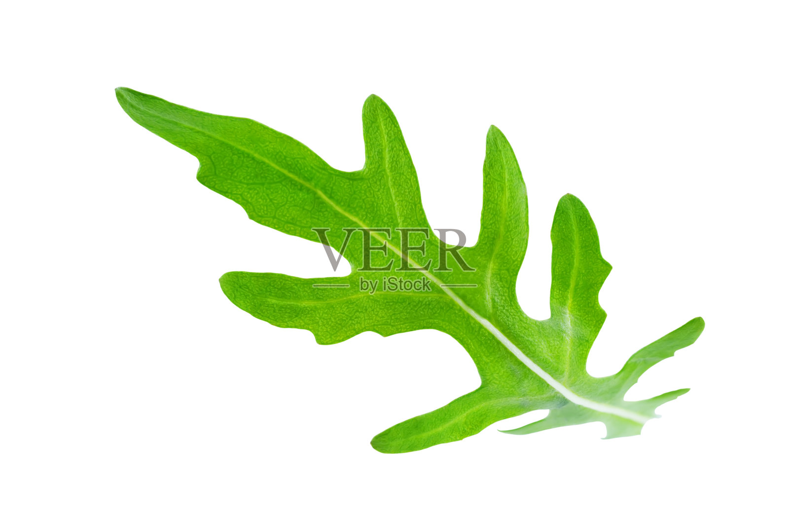 飞行芝麻菜叶子照片摄影图片